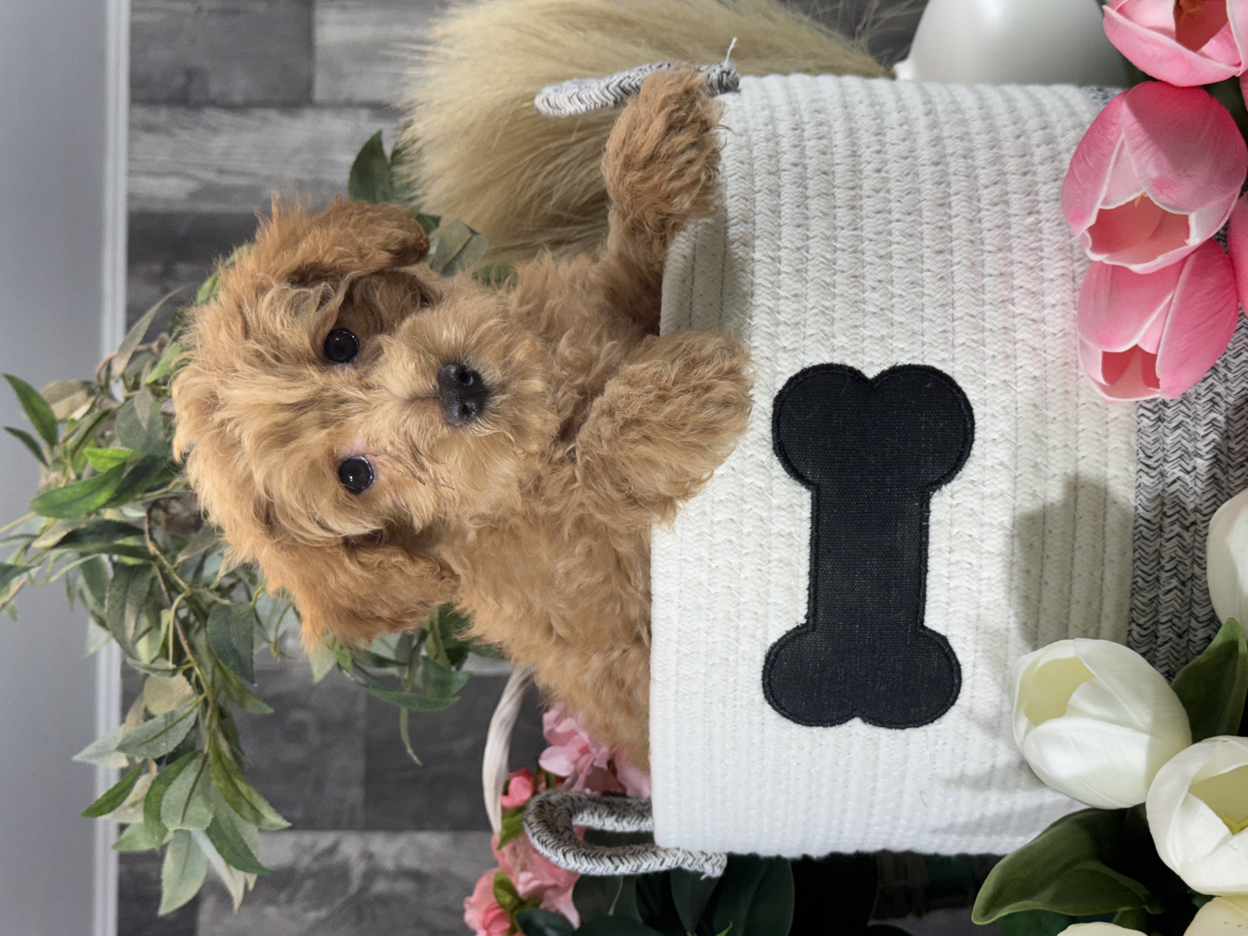 puppy, for, sale, Yorki Poo, Curtis  Martin, dog, breeder, Seneca Falls, NY, dog-breeder, puppy-for-sale, forsale, nearby, find, puppyfind, locator, puppylocator, aca