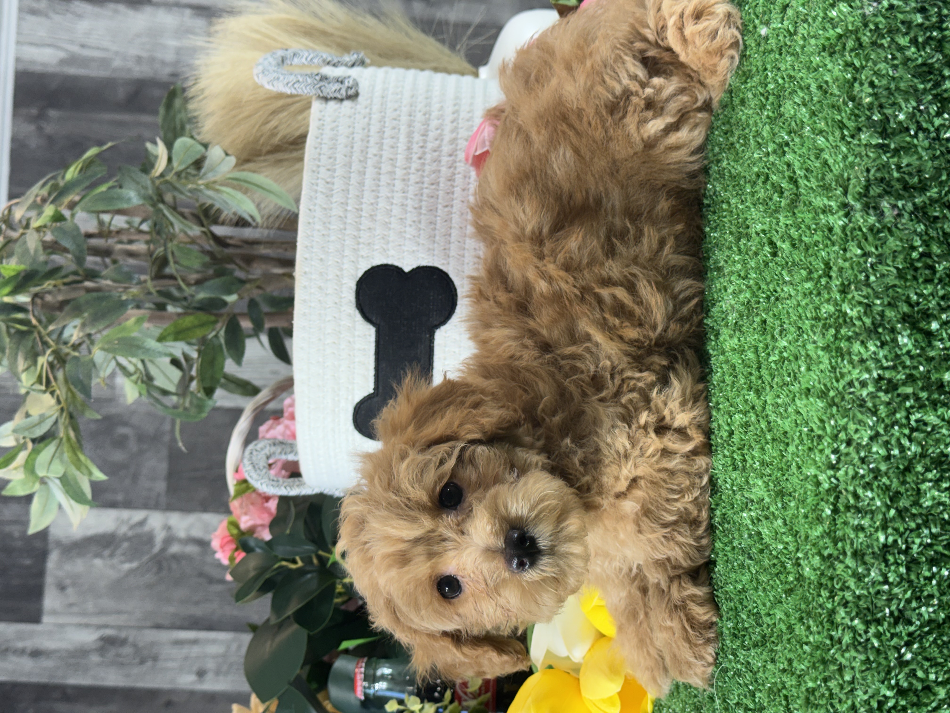 puppy, for, sale, Yorki Poo, Curtis  Martin, dog, breeder, Seneca Falls, NY, dog-breeder, puppy-for-sale, forsale, nearby, find, puppyfind, locator, puppylocator, aca