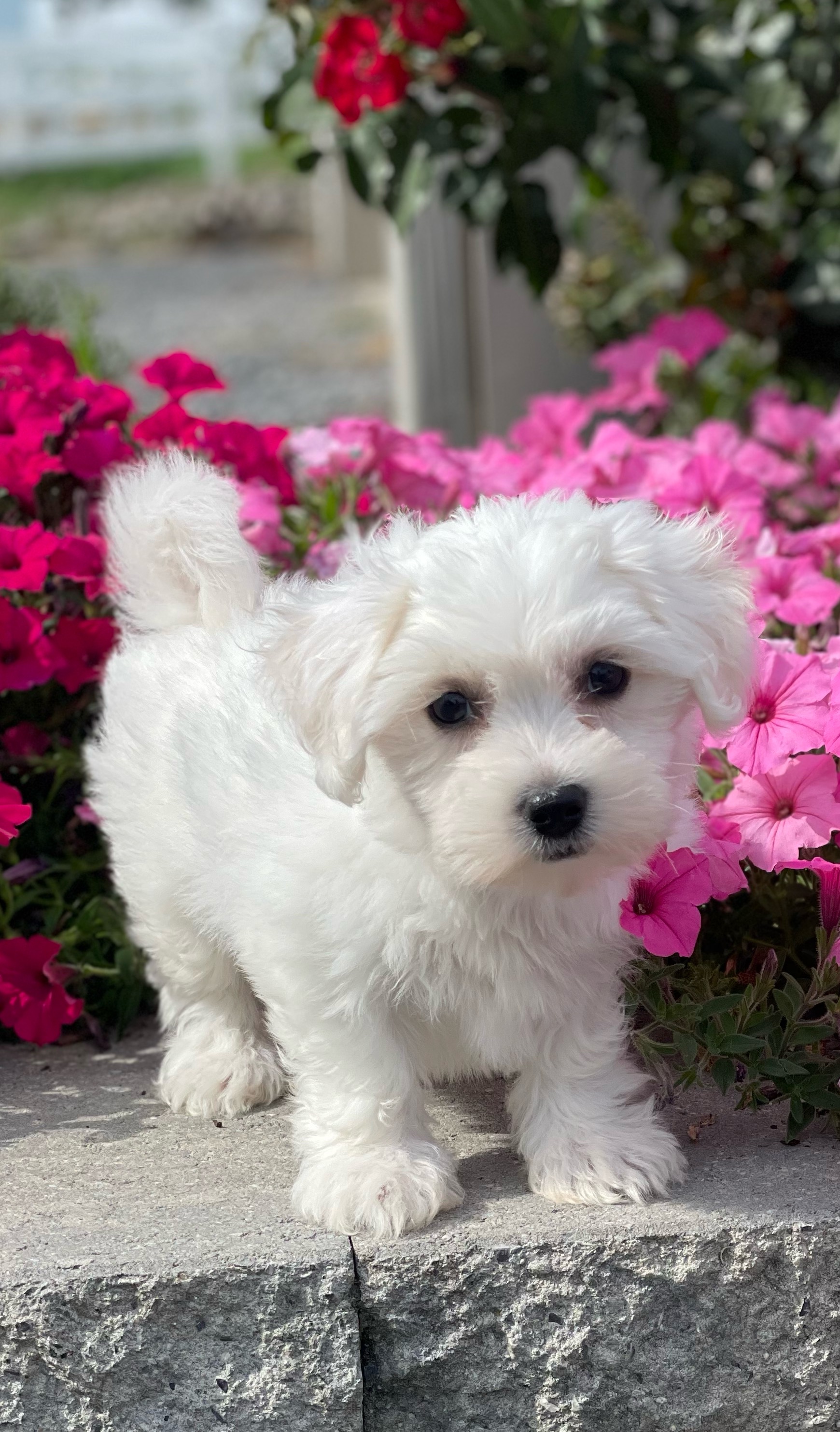 puppy, for, sale, Great Dane, Nationwide Puppies  , dog, breeder, New York, NY, dog-breeder, puppy-for-sale, forsale, nearby, find, puppyfind, locator, puppylocator, aca