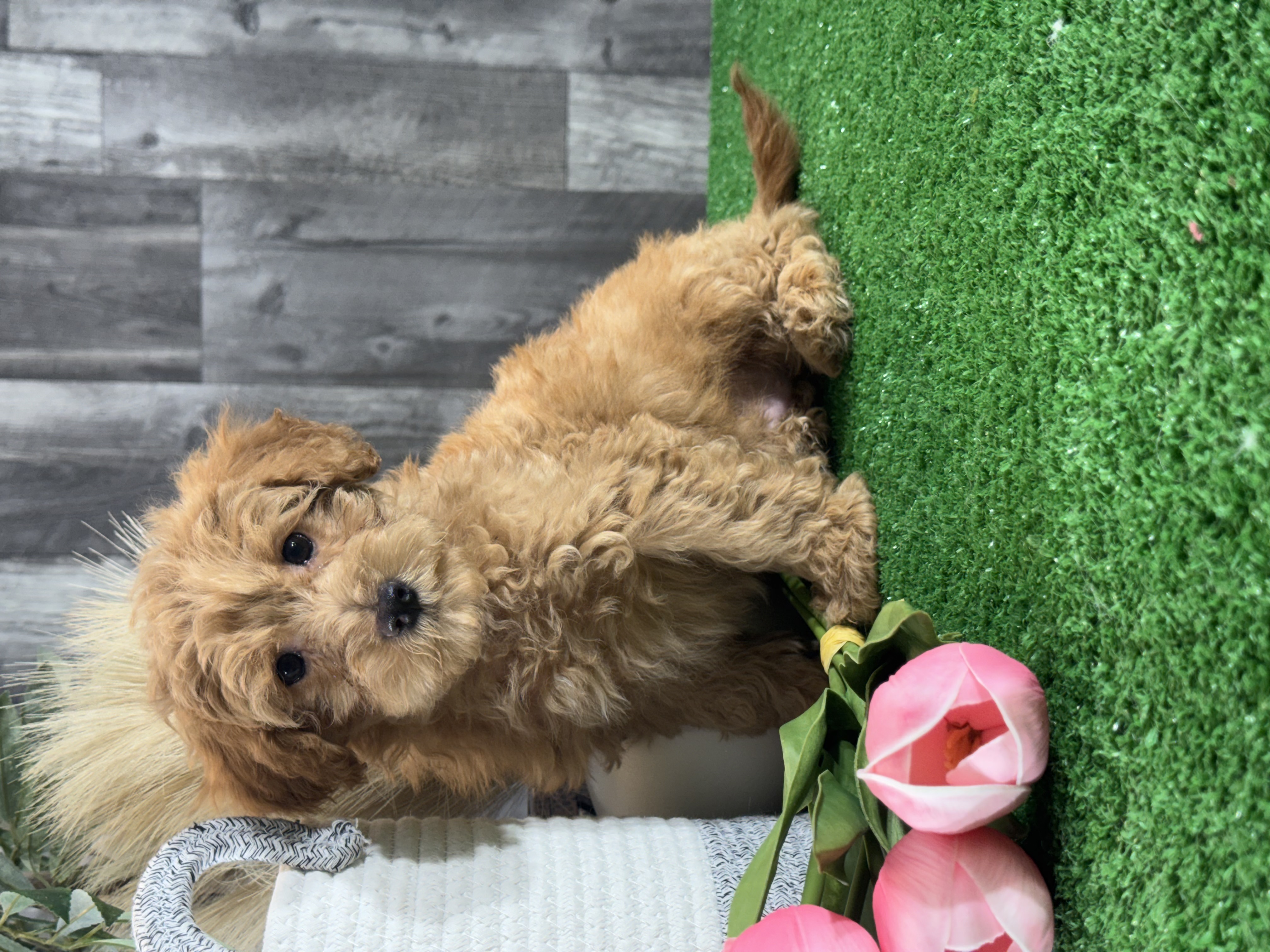 puppy, for, sale, Yorki Poo, Curtis  Martin, dog, breeder, Seneca Falls, NY, dog-breeder, puppy-for-sale, forsale, nearby, find, puppyfind, locator, puppylocator, aca