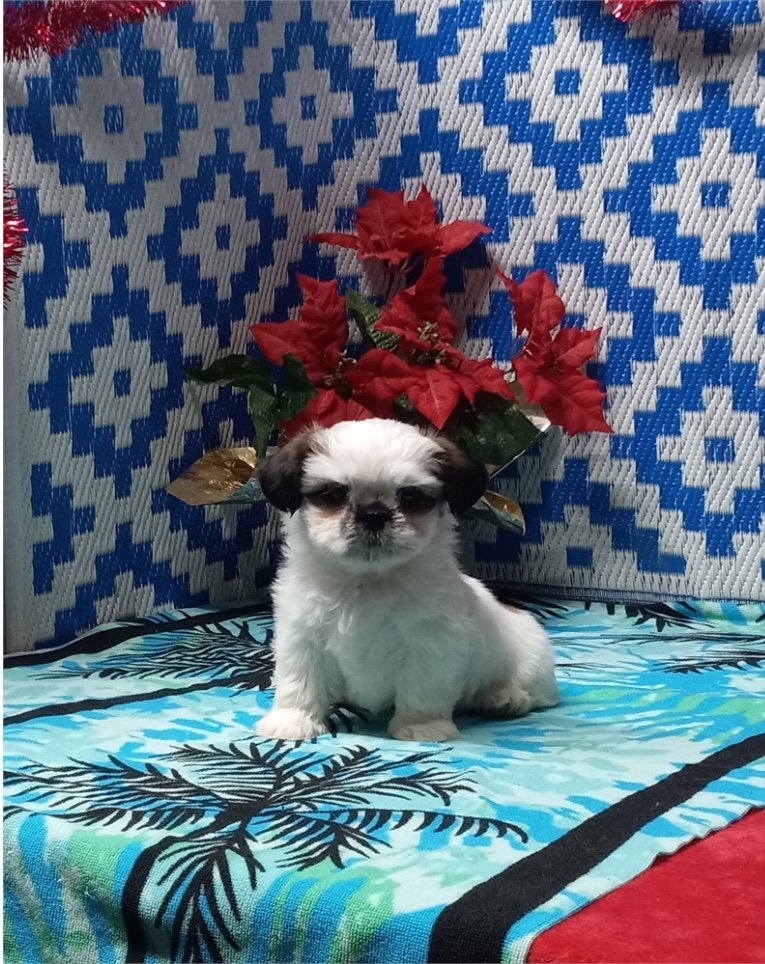 puppy, for, sale, Shih - Tzu, Nationwide Puppies  , dog, breeder, New York, NY, dog-breeder, puppy-for-sale, forsale, nearby, find, puppyfind, locator, puppylocator, aca
