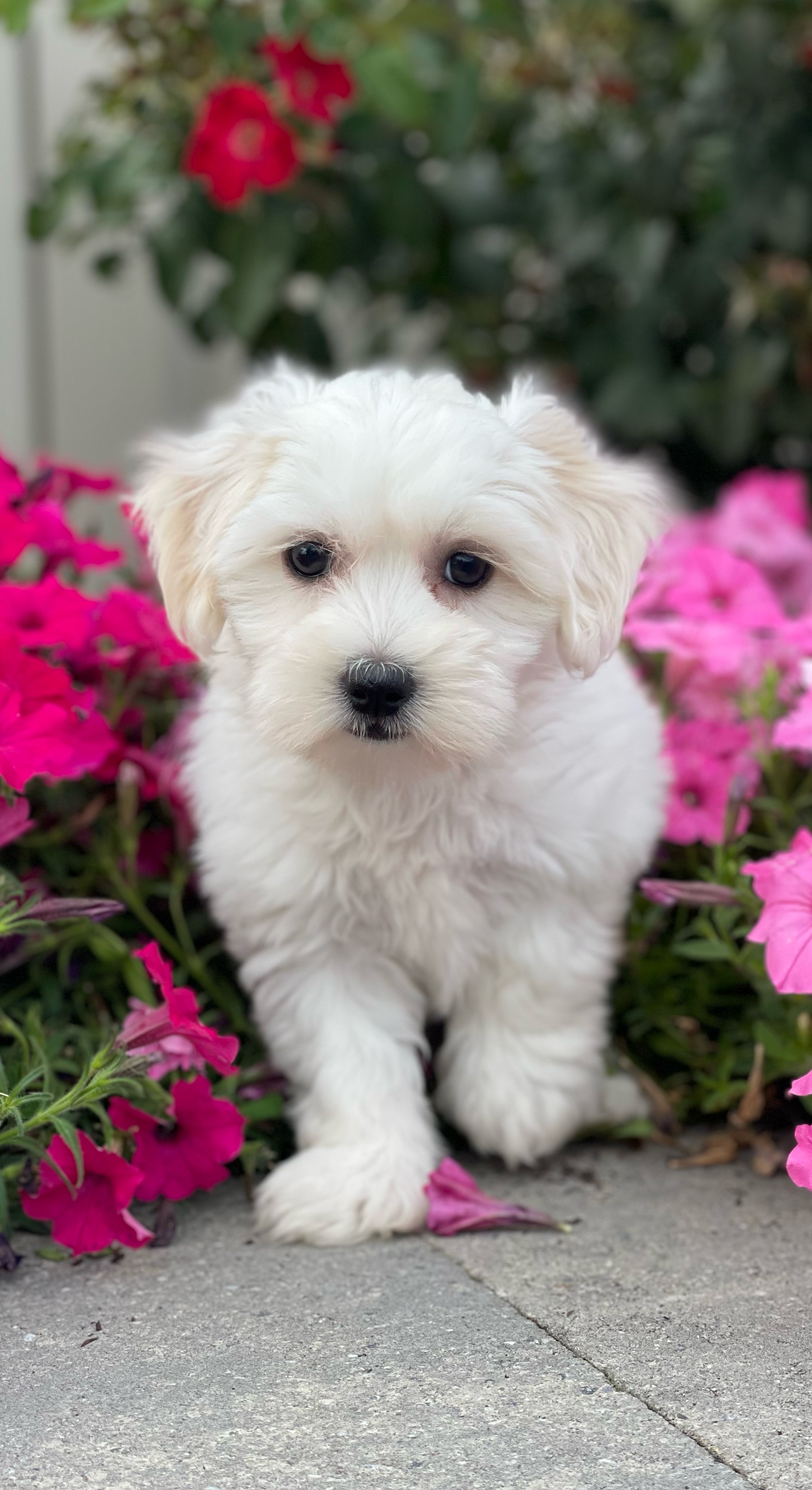 puppy, for, sale, Shih - Tzu, Nationwide Puppies  , dog, breeder, New York, NY, dog-breeder, puppy-for-sale, forsale, nearby, find, puppyfind, locator, puppylocator, aca