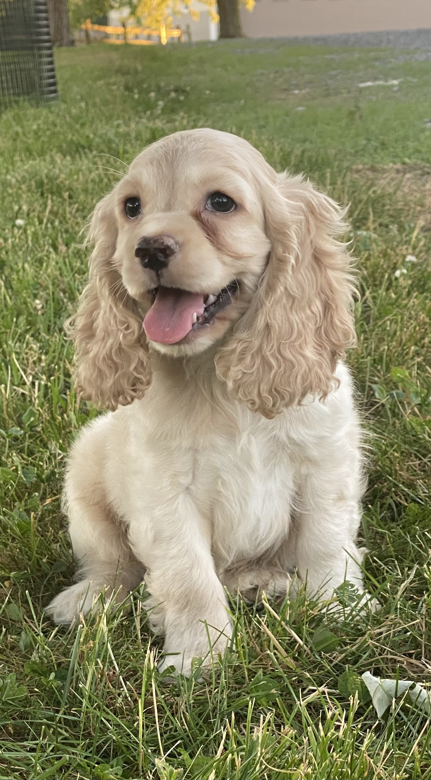 puppy, for, sale, Cocker Spaniel, Curtis  Martin, dog, breeder, Seneca Falls, NY, dog-breeder, puppy-for-sale, forsale, nearby, find, puppyfind, locator, puppylocator, aca
