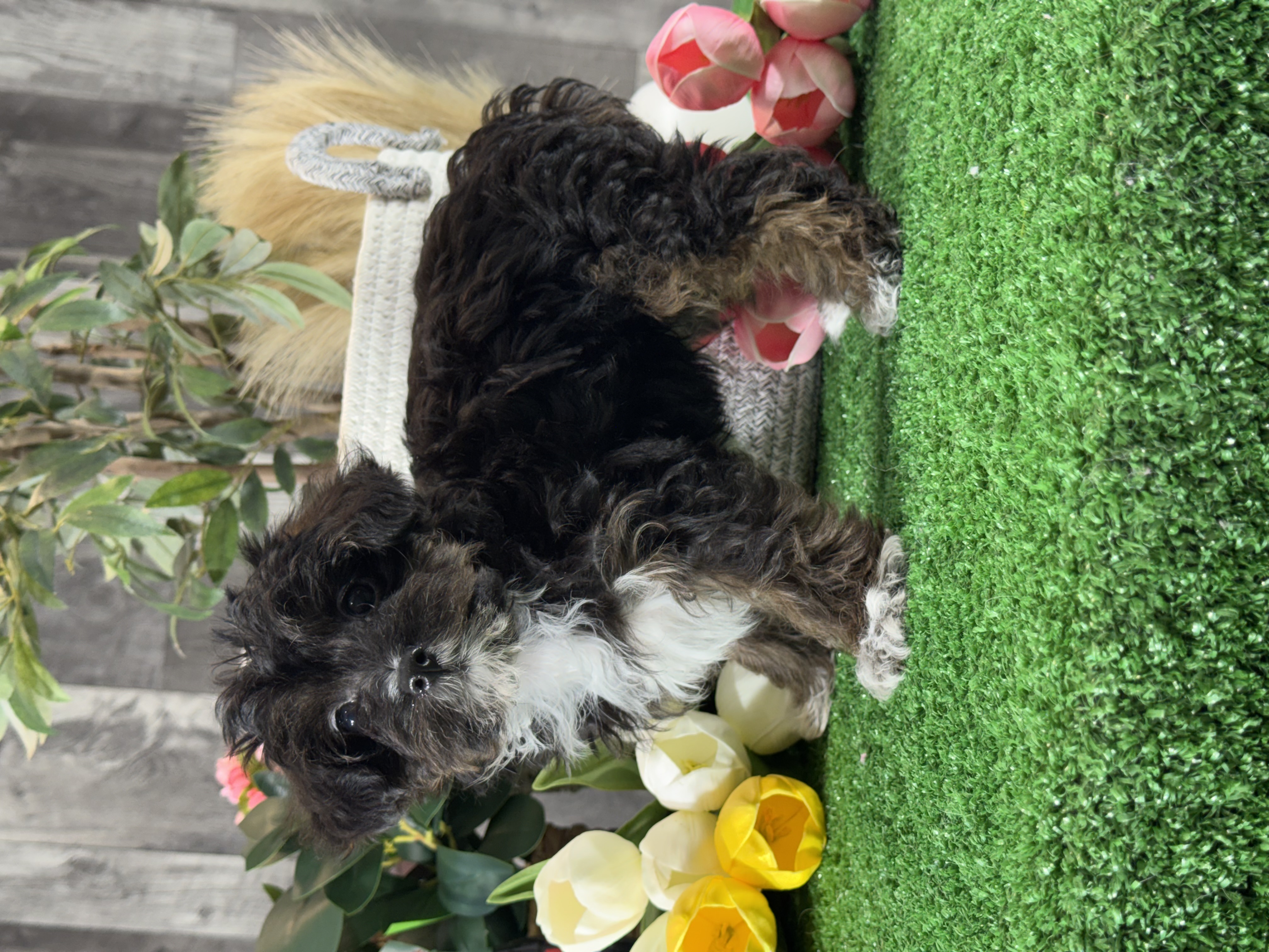 puppy, for, sale, Yorki Poo, Curtis  Martin, dog, breeder, Seneca Falls, NY, dog-breeder, puppy-for-sale, forsale, nearby, find, puppyfind, locator, puppylocator, aca