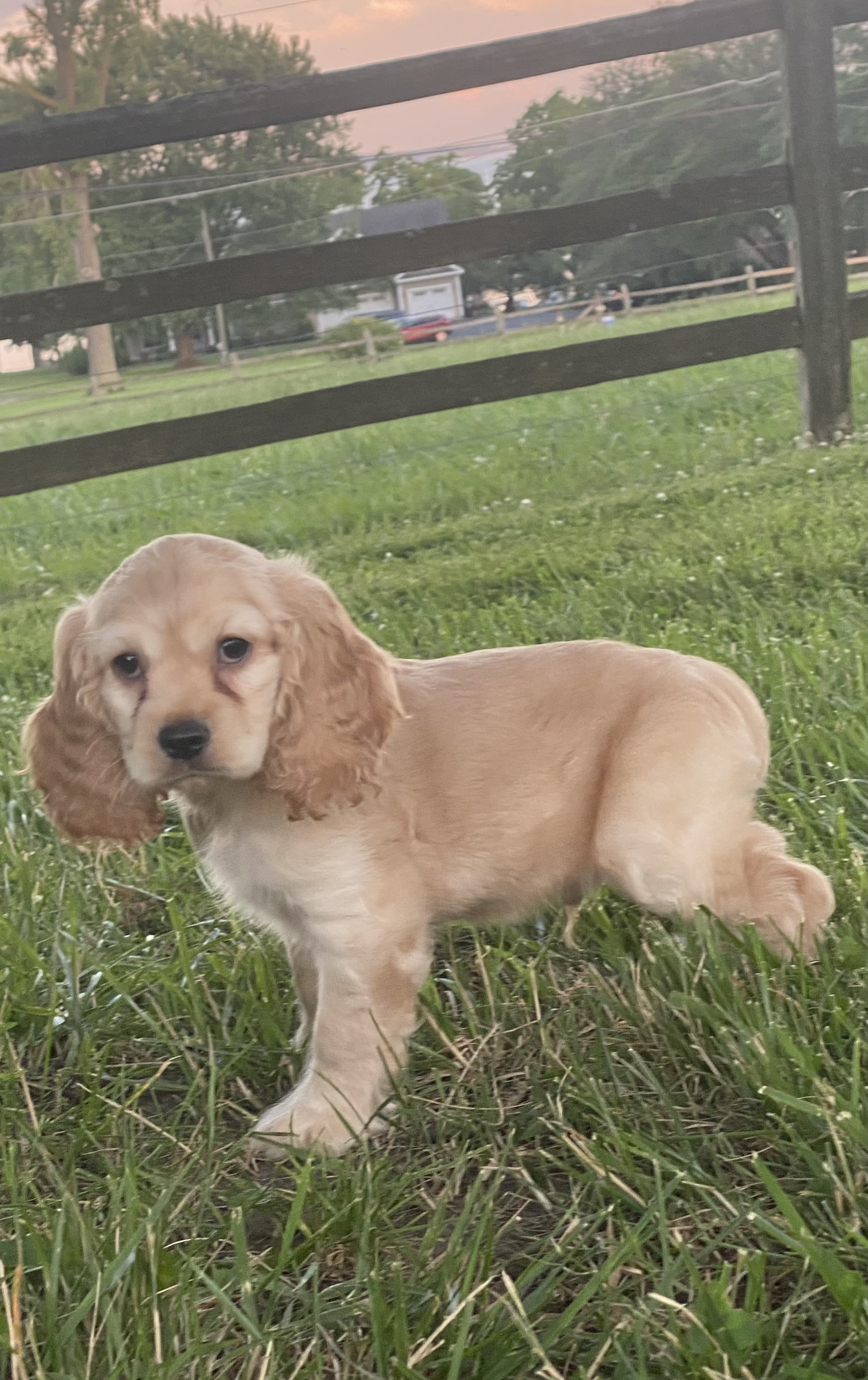 puppy, for, sale, Cocker Spaniel, Curtis  Martin, dog, breeder, Seneca Falls, NY, dog-breeder, puppy-for-sale, forsale, nearby, find, puppyfind, locator, puppylocator, aca