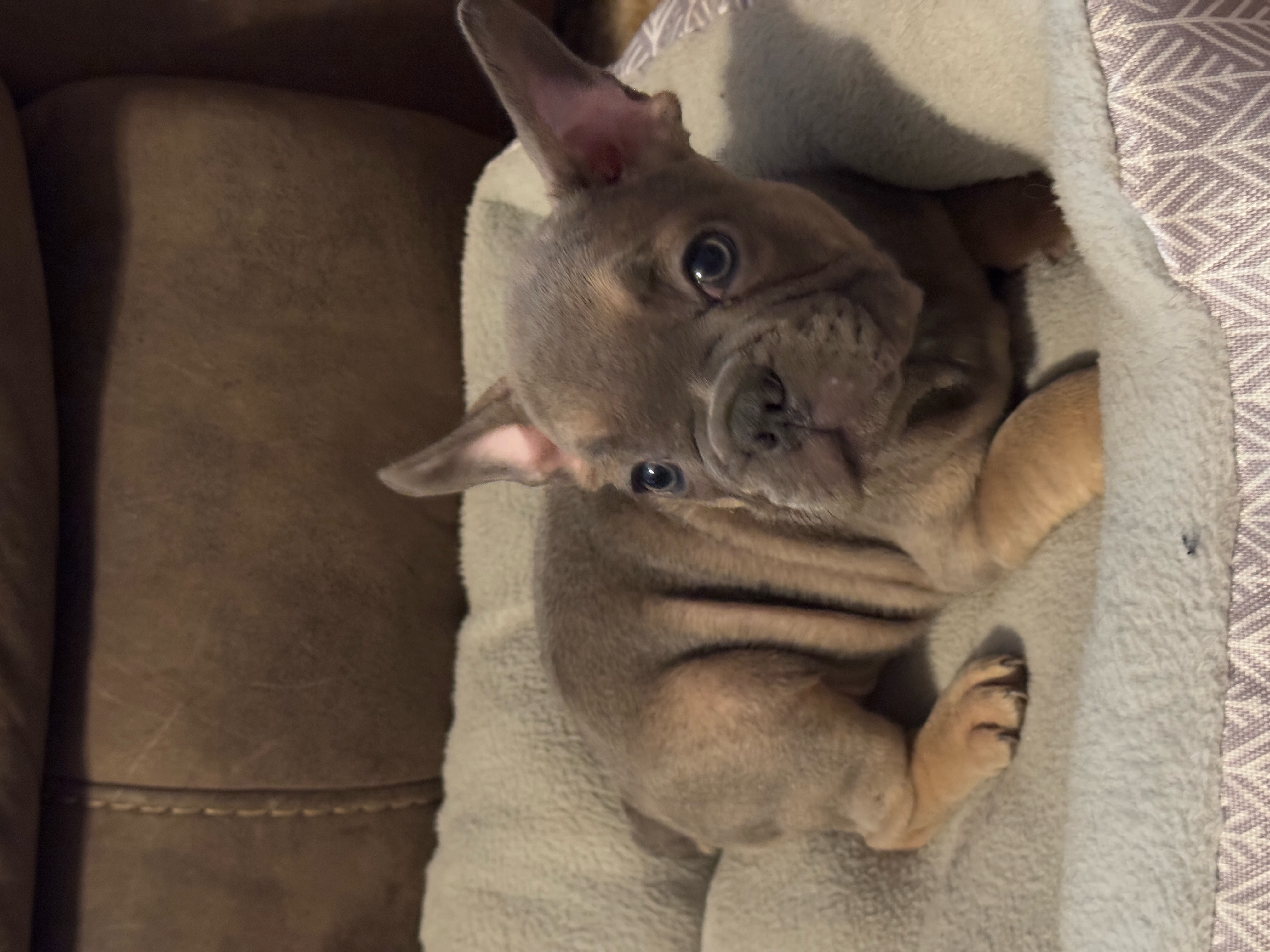 puppy, for, sale, French Bulldog, Melissa  Harris, dog, breeder, Keota, OK, dog-breeder, puppy-for-sale, forsale, nearby, find, puppyfind, locator, puppylocator, aca