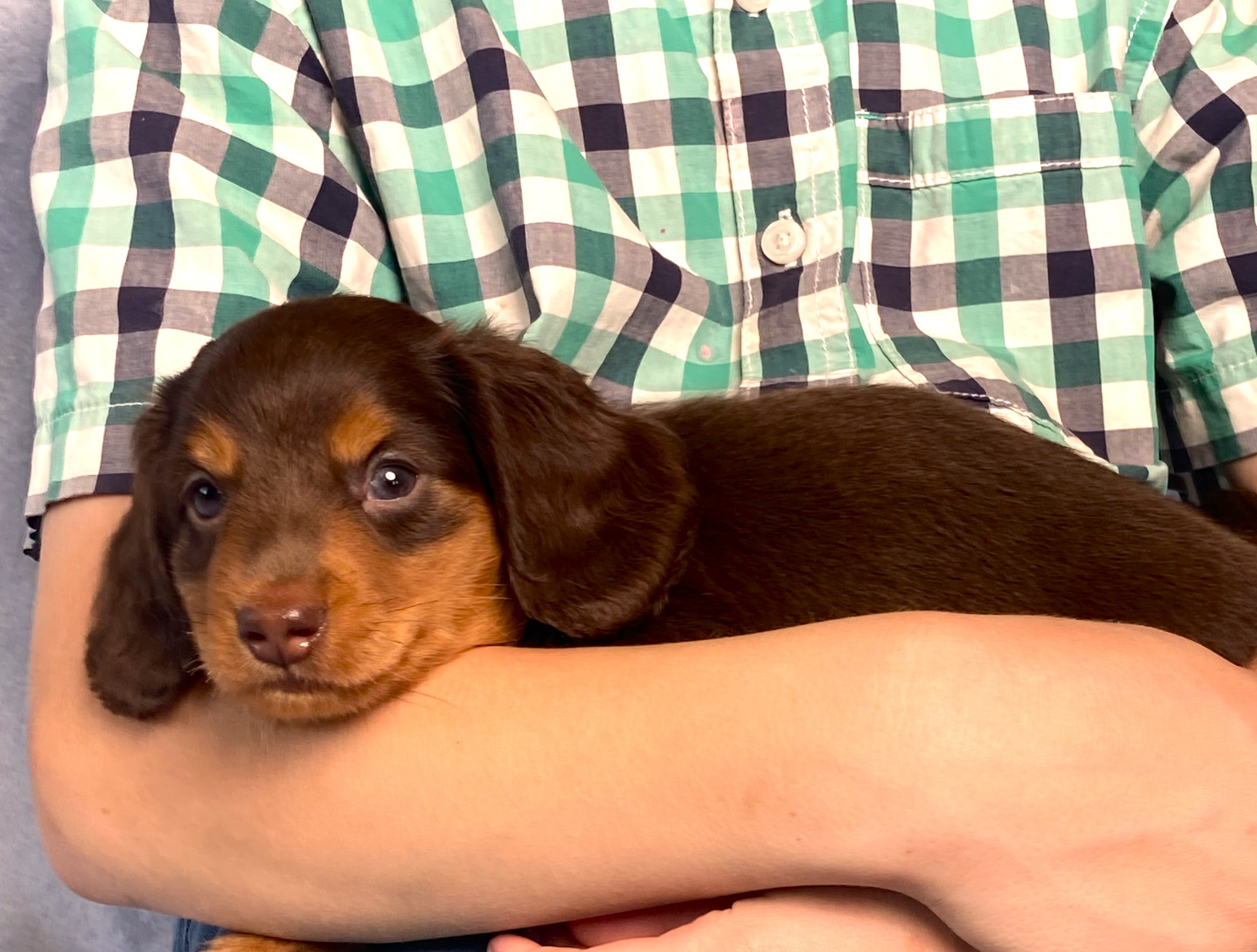 puppy, for, sale, Dachshund,   Little Stream Estates LLC, dog, breeder, Lititz, PA, dog-breeder, puppy-for-sale, forsale, nearby, find, puppyfind, locator, puppylocator, aca