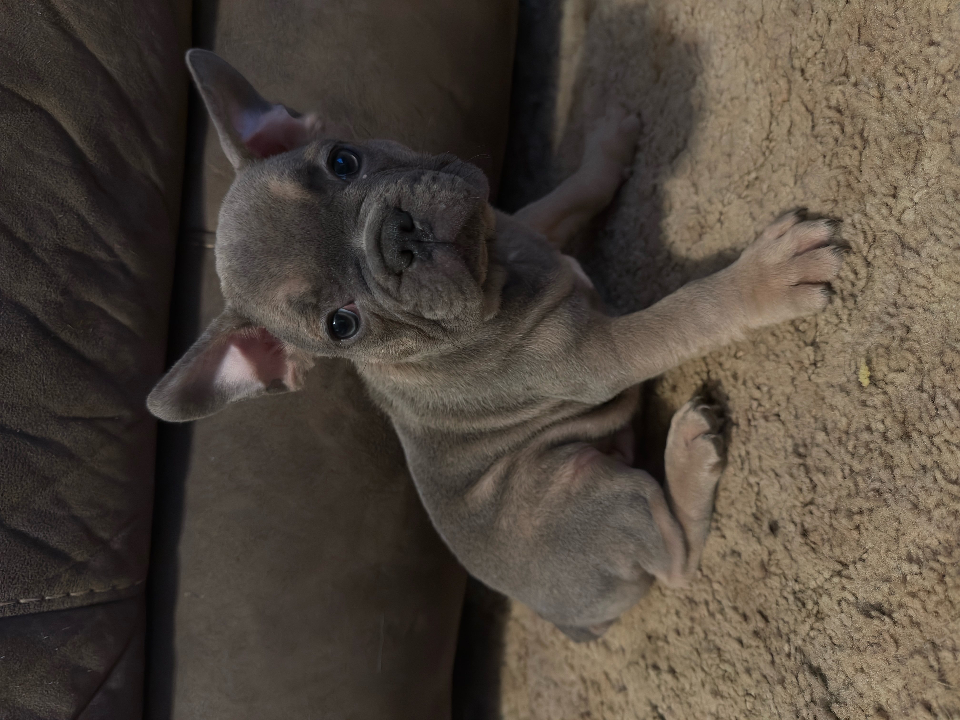 puppy, for, sale, French Bulldog, Melissa  Harris, dog, breeder, Keota, OK, dog-breeder, puppy-for-sale, forsale, nearby, find, puppyfind, locator, puppylocator, aca