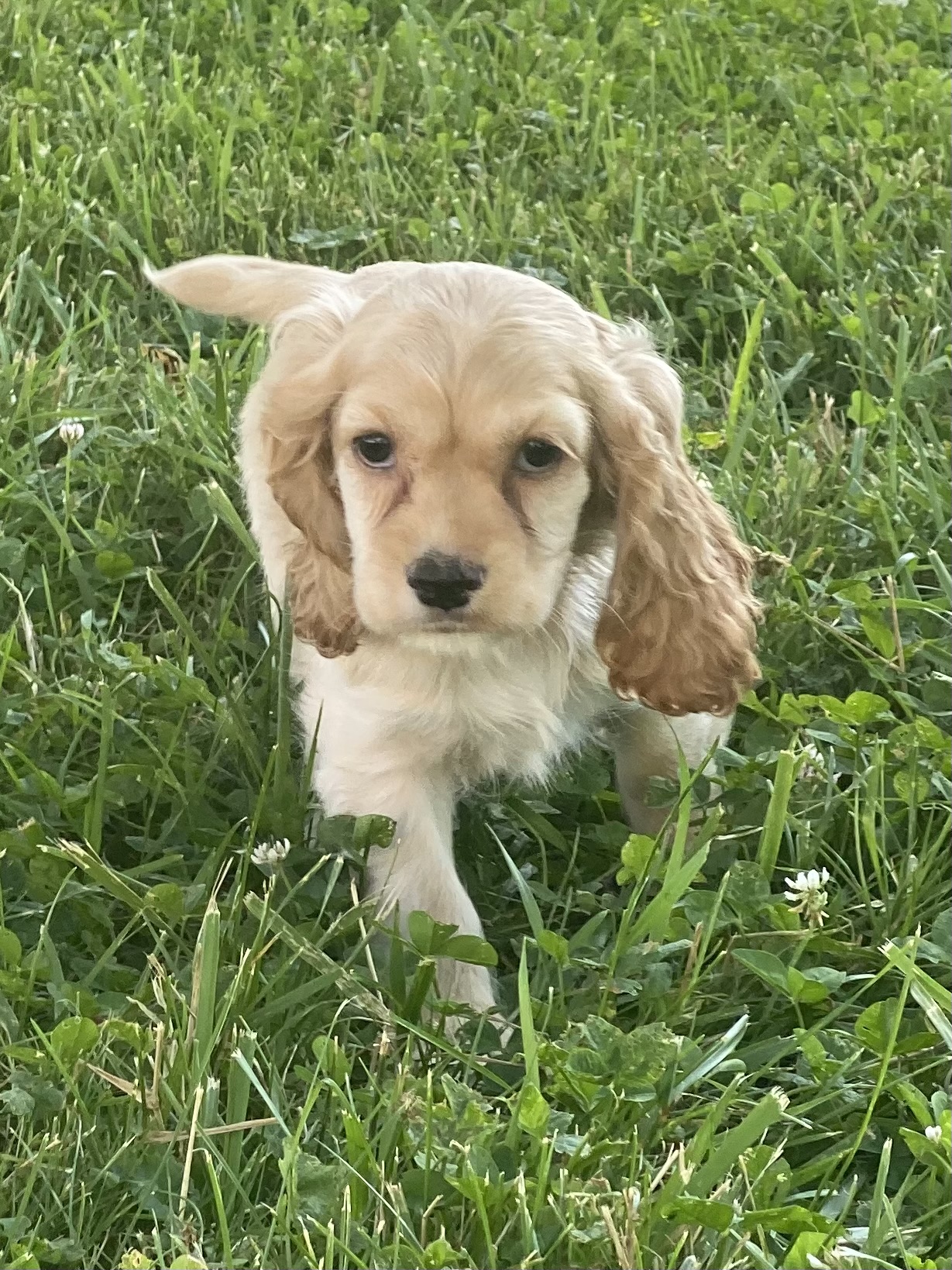 puppy, for, sale, Cocker Spaniel, Curtis  Martin, dog, breeder, Seneca Falls, NY, dog-breeder, puppy-for-sale, forsale, nearby, find, puppyfind, locator, puppylocator, aca