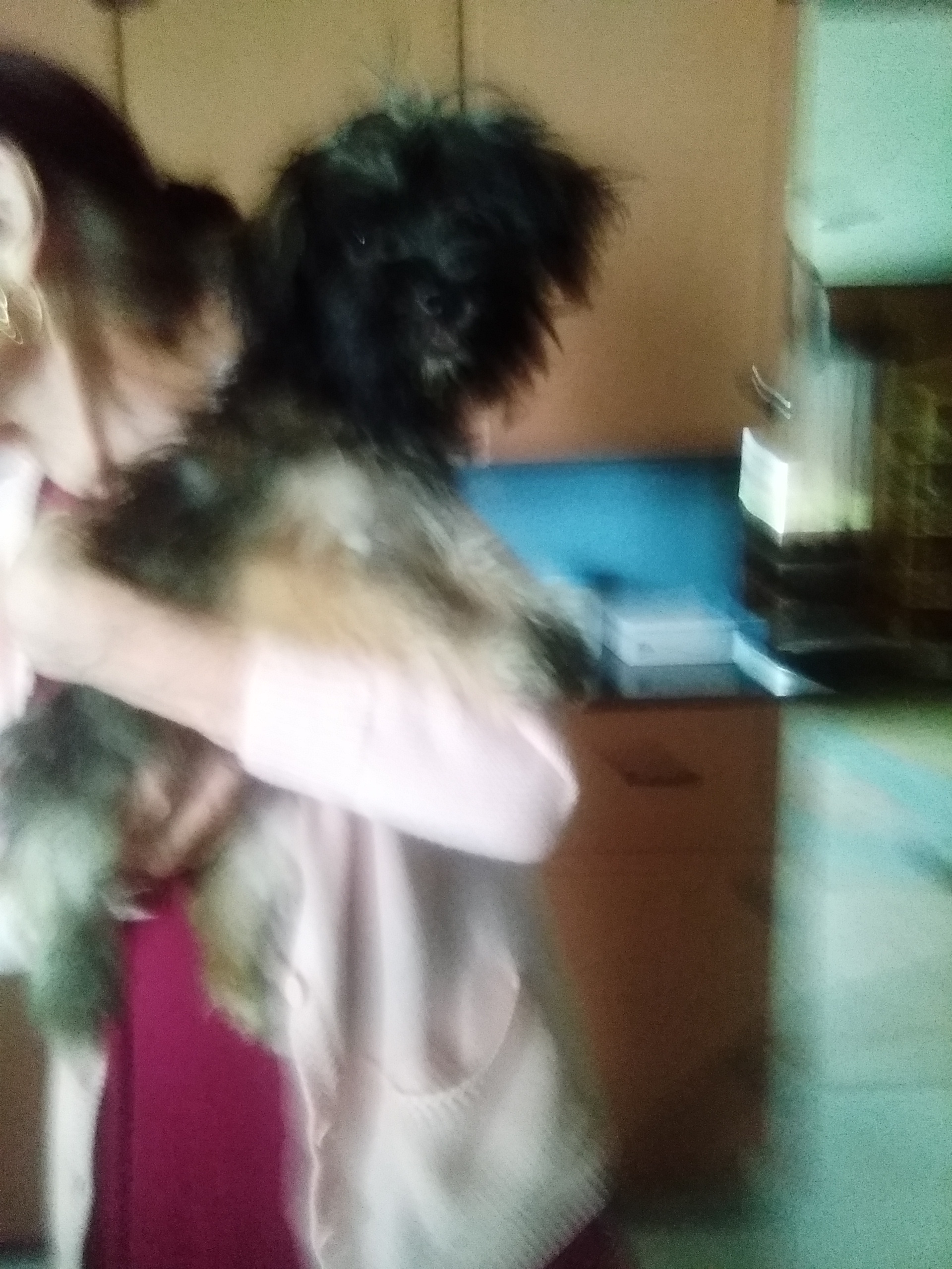 puppy, for, sale, Havanese, Rosemarie  Consentino, dog, breeder, Aspers, PA, dog-breeder, puppy-for-sale, forsale, nearby, find, puppyfind, locator, puppylocator, aca