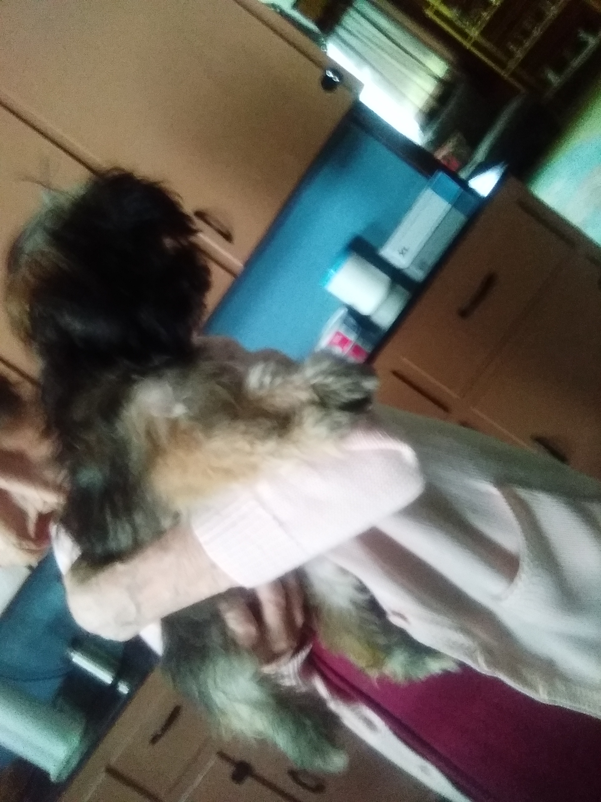 puppy, for, sale, Havanese, Rosemarie  Consentino, dog, breeder, Aspers, PA, dog-breeder, puppy-for-sale, forsale, nearby, find, puppyfind, locator, puppylocator, aca