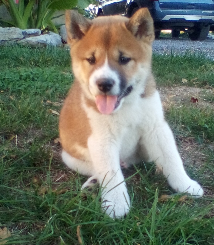 puppy, for, sale, Shiba Inu, Anthony  Garber, dog, breeder, Greencastle, PA, dog-breeder, puppy-for-sale, forsale, nearby, find, puppyfind, locator, puppylocator, aca