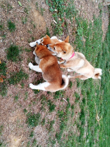puppy, for, sale, Shiba Inu, Anthony  Garber, dog, breeder, Greencastle, PA, dog-breeder, puppy-for-sale, forsale, nearby, find, puppyfind, locator, puppylocator, aca