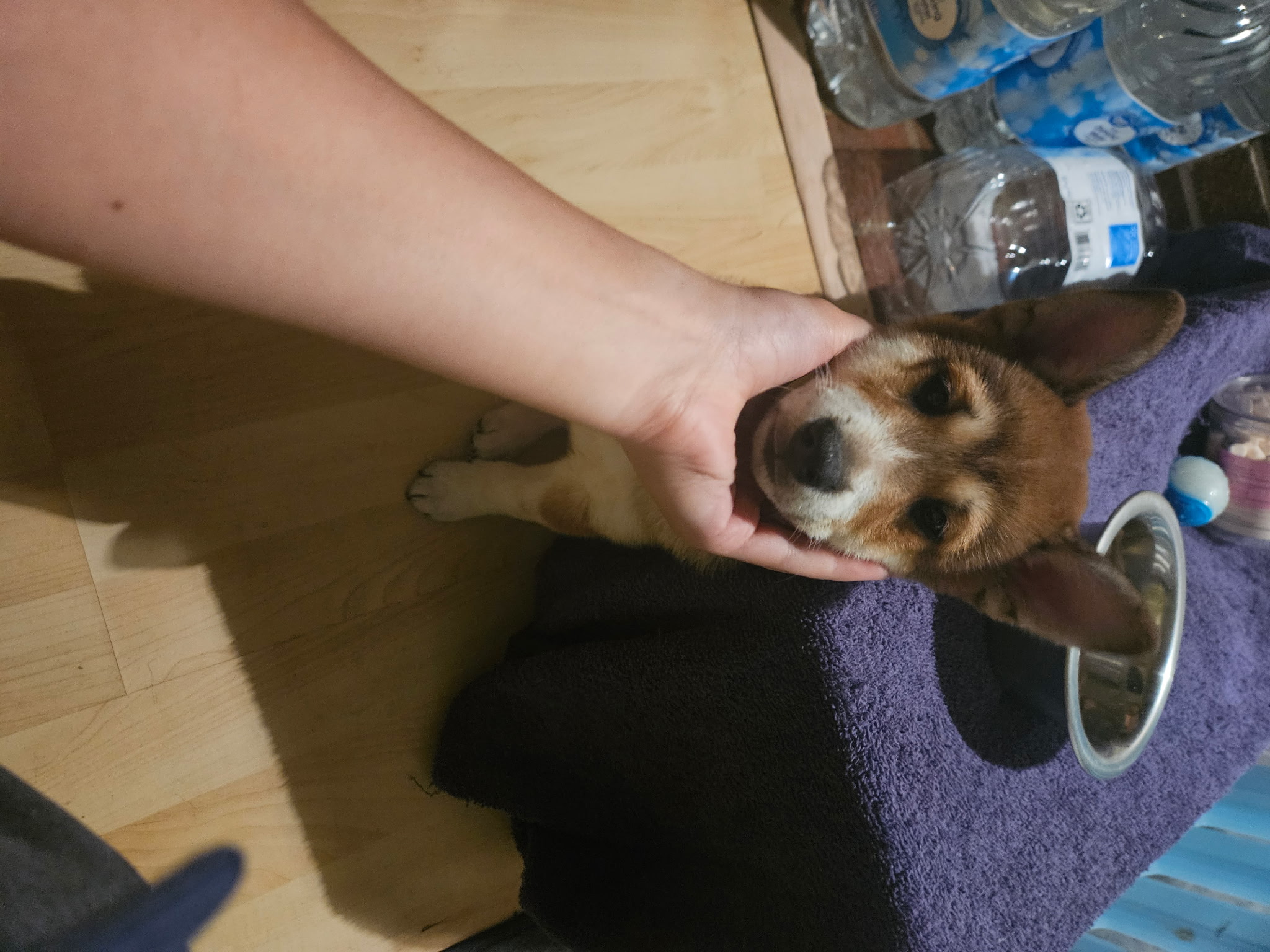 puppy, for, sale, Shiba Inu, Mileiry  Rodriguez-Barbosa, dog, breeder, Reading, PA, dog-breeder, puppy-for-sale, forsale, nearby, find, puppyfind, locator, puppylocator, aca