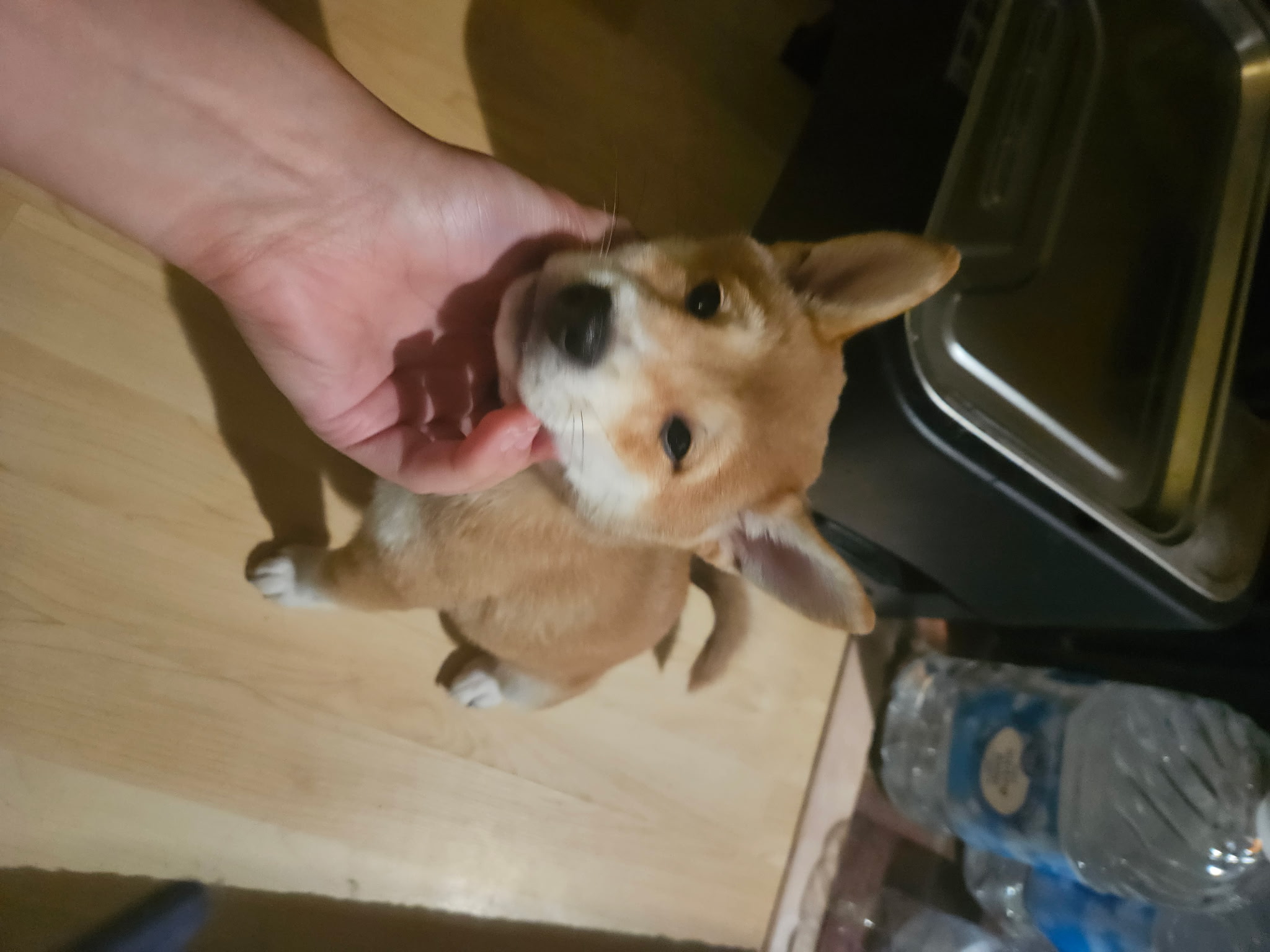 puppy, for, sale, Shiba Inu, Mileiry  Rodriguez-Barbosa, dog, breeder, Reading, PA, dog-breeder, puppy-for-sale, forsale, nearby, find, puppyfind, locator, puppylocator, aca