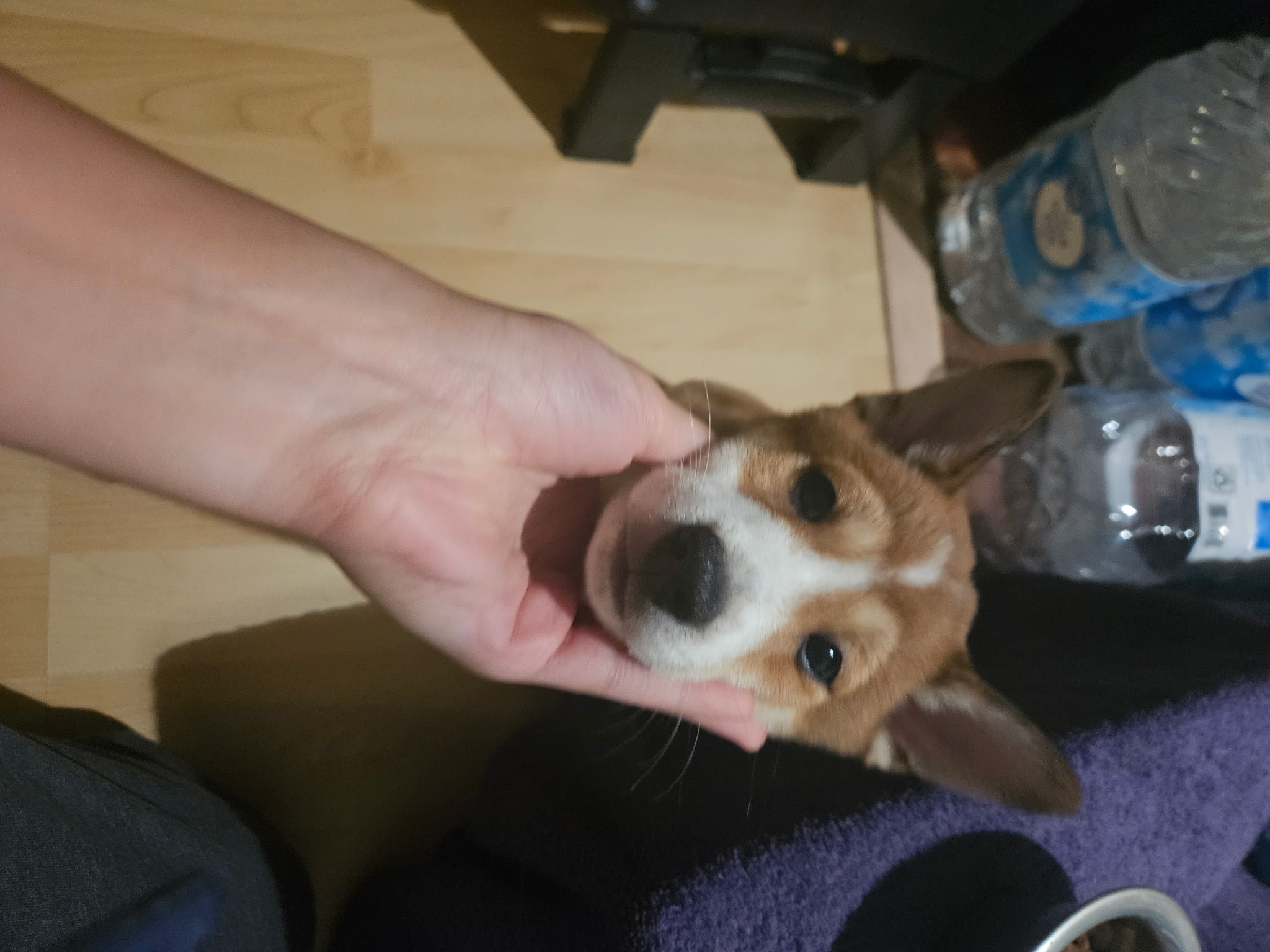 puppy, for, sale, Shiba Inu, Mileiry  Rodriguez-Barbosa, dog, breeder, Reading, PA, dog-breeder, puppy-for-sale, forsale, nearby, find, puppyfind, locator, puppylocator, aca