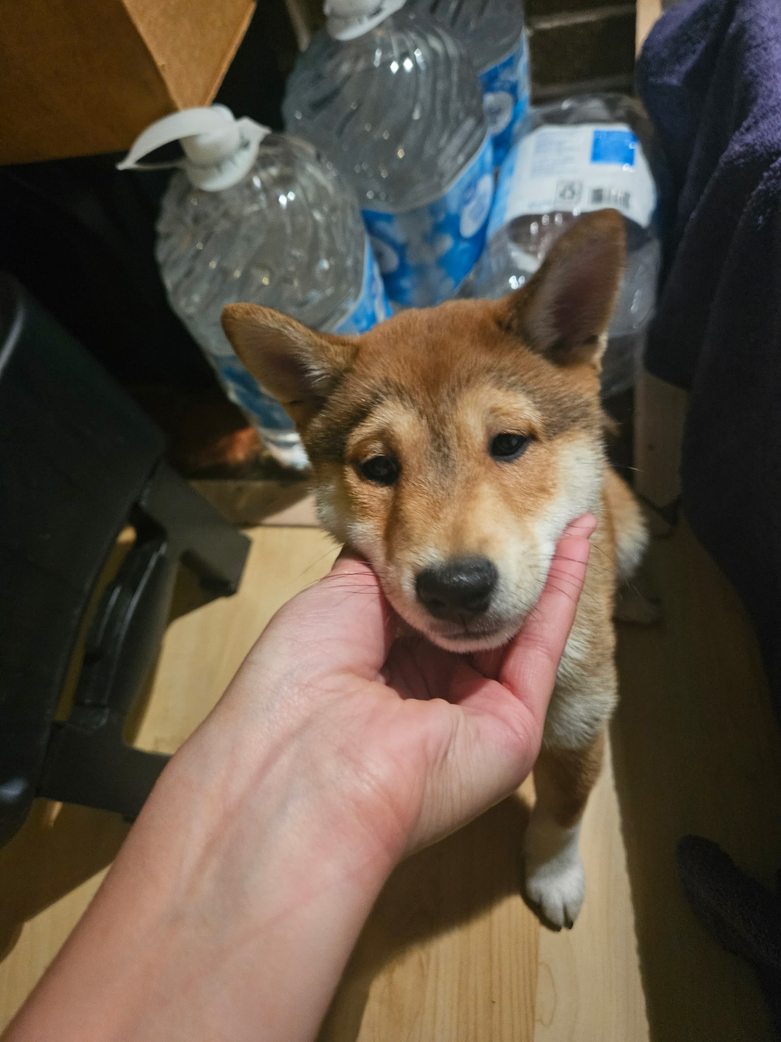 puppy, for, sale, Shiba Inu, Mileiry  Rodriguez-Barbosa, dog, breeder, Reading, PA, dog-breeder, puppy-for-sale, forsale, nearby, find, puppyfind, locator, puppylocator, aca