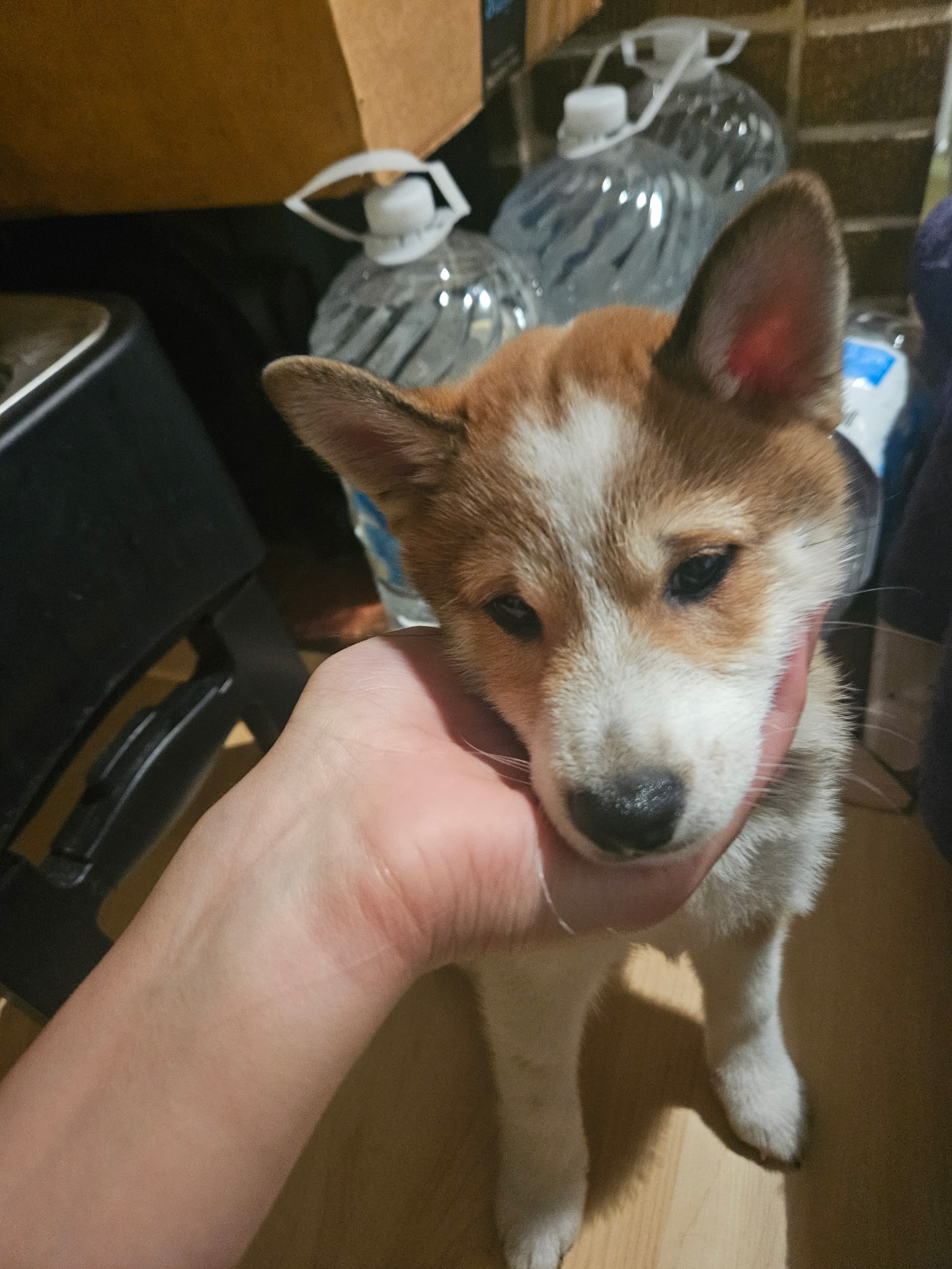 puppy, for, sale, Shiba Inu, Mileiry  Rodriguez-Barbosa, dog, breeder, Reading, PA, dog-breeder, puppy-for-sale, forsale, nearby, find, puppyfind, locator, puppylocator, aca