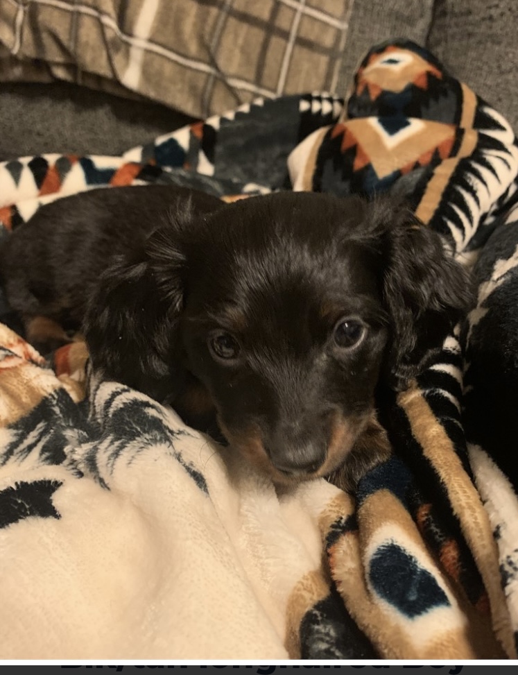 puppy, for, sale, Dachschund, Nationwide Puppies  , dog, breeder, New York, NY, dog-breeder, puppy-for-sale, forsale, nearby, find, puppyfind, locator, puppylocator, aca