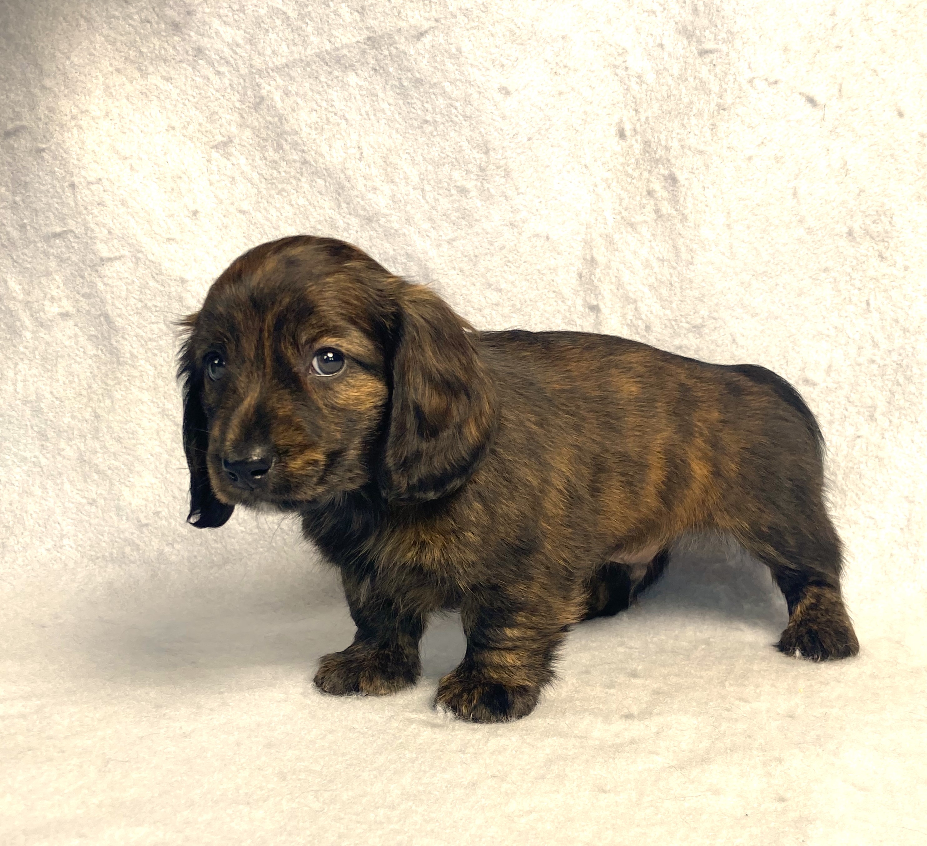 puppy, for, sale, Dachshund,   Little Stream Estates LLC, dog, breeder, Lititz, PA, dog-breeder, puppy-for-sale, forsale, nearby, find, puppyfind, locator, puppylocator, aca