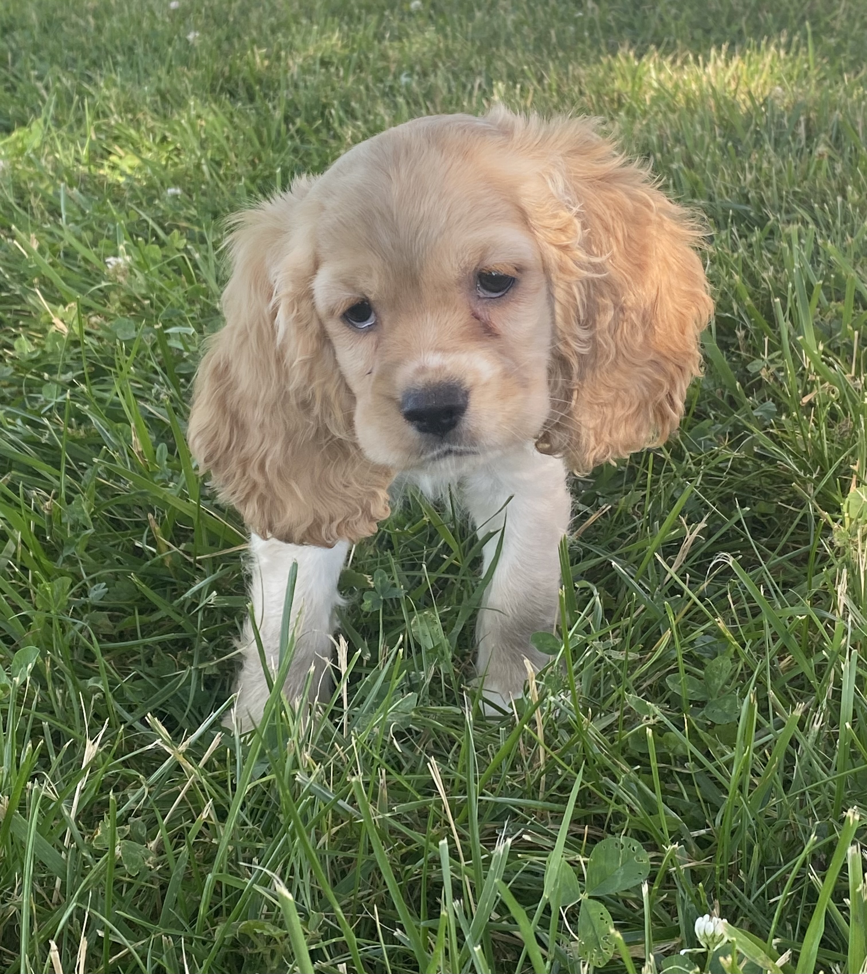 puppy, for, sale, Cocker Spaniel, Curtis  Martin, dog, breeder, Seneca Falls, NY, dog-breeder, puppy-for-sale, forsale, nearby, find, puppyfind, locator, puppylocator, aca