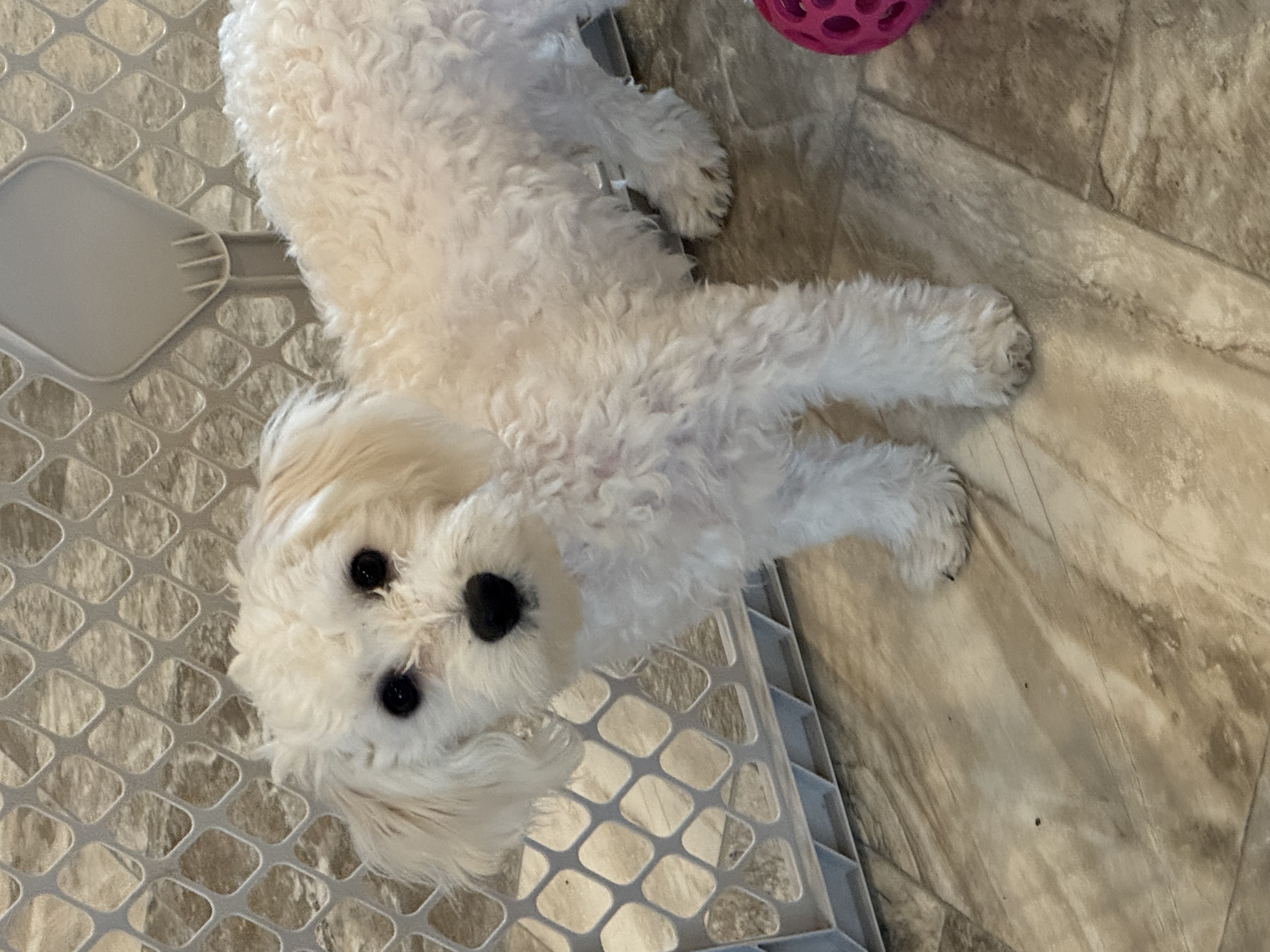 puppy, for, sale, Bichon Frise, Curtis  Martin, dog, breeder, Seneca Falls, NY, dog-breeder, puppy-for-sale, forsale, nearby, find, puppyfind, locator, puppylocator, aca
