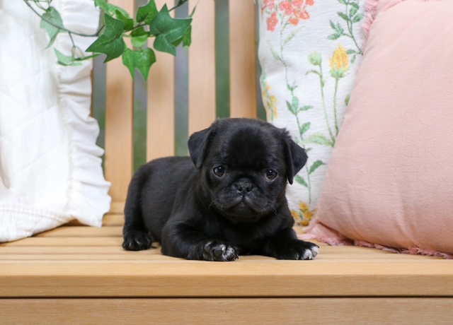 puppy, for, sale, Pug, Nationwide Puppies  , dog, breeder, New York, NY, dog-breeder, puppy-for-sale, forsale, nearby, find, puppyfind, locator, puppylocator, aca