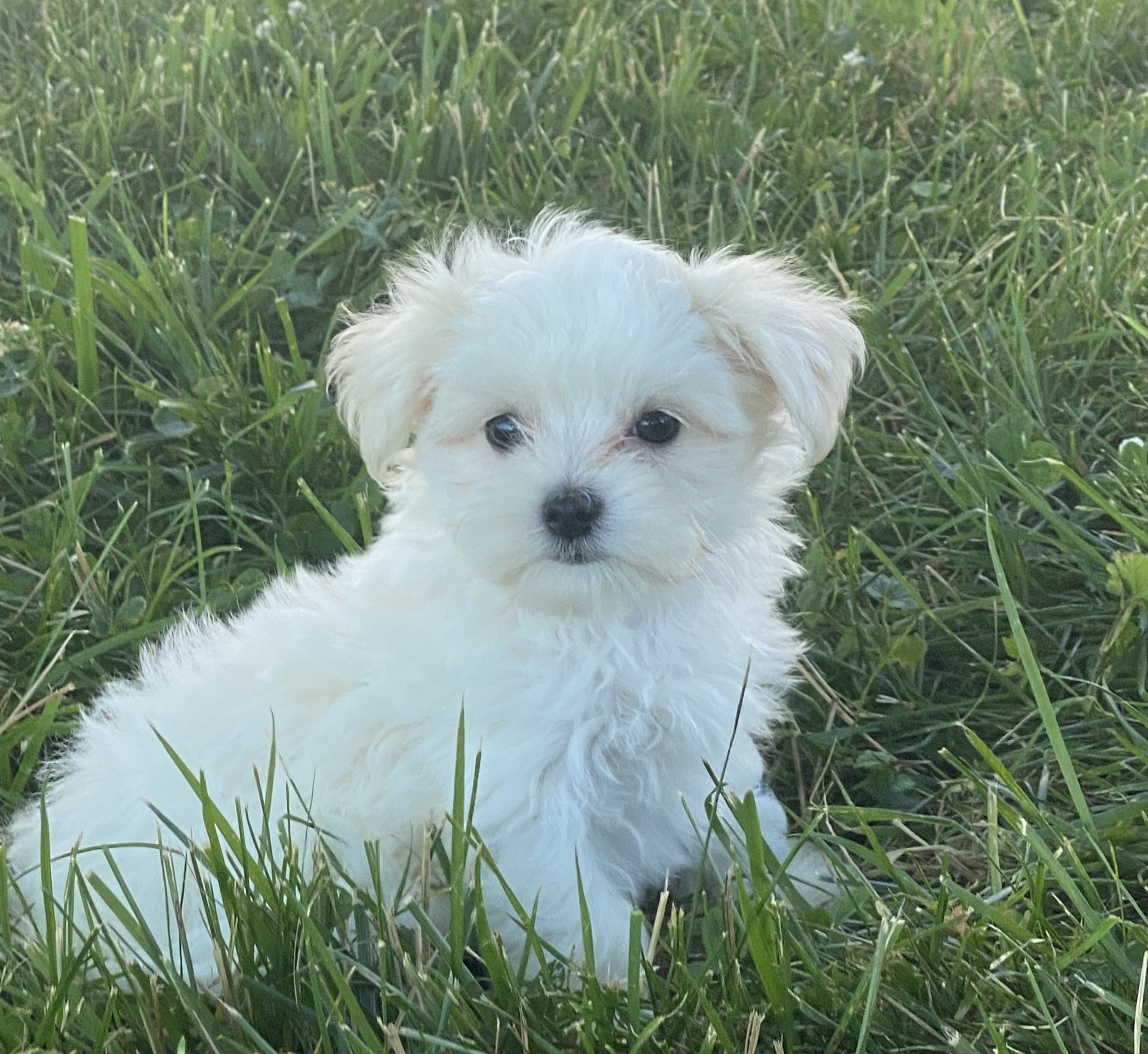 puppy, for, sale, Maltese, Curtis  Martin, dog, breeder, Seneca Falls, NY, dog-breeder, puppy-for-sale, forsale, nearby, find, puppyfind, locator, puppylocator, aca