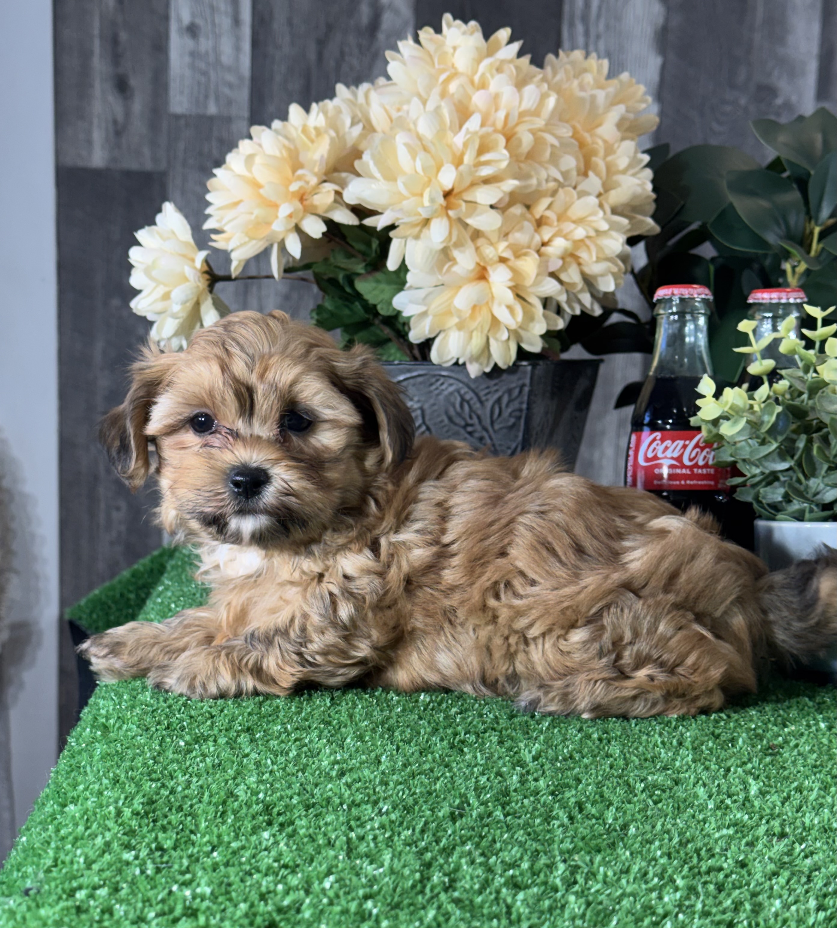 puppy, for, sale, LhasaPoo, Curtis  Martin, dog, breeder, Seneca Falls, NY, dog-breeder, puppy-for-sale, forsale, nearby, find, puppyfind, locator, puppylocator, aca