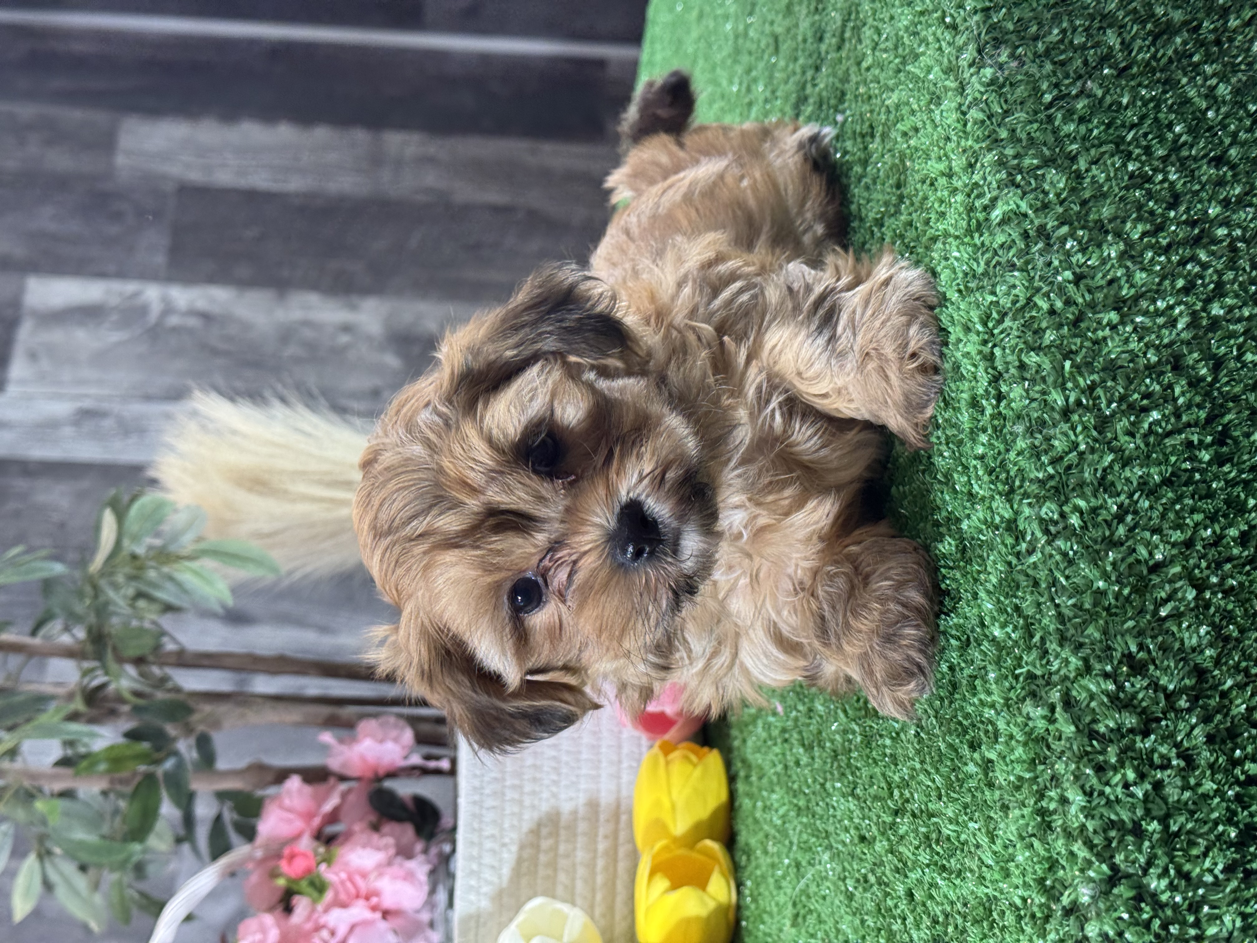 puppy, for, sale, LhasaPoo, Curtis  Martin, dog, breeder, Seneca Falls, NY, dog-breeder, puppy-for-sale, forsale, nearby, find, puppyfind, locator, puppylocator, aca