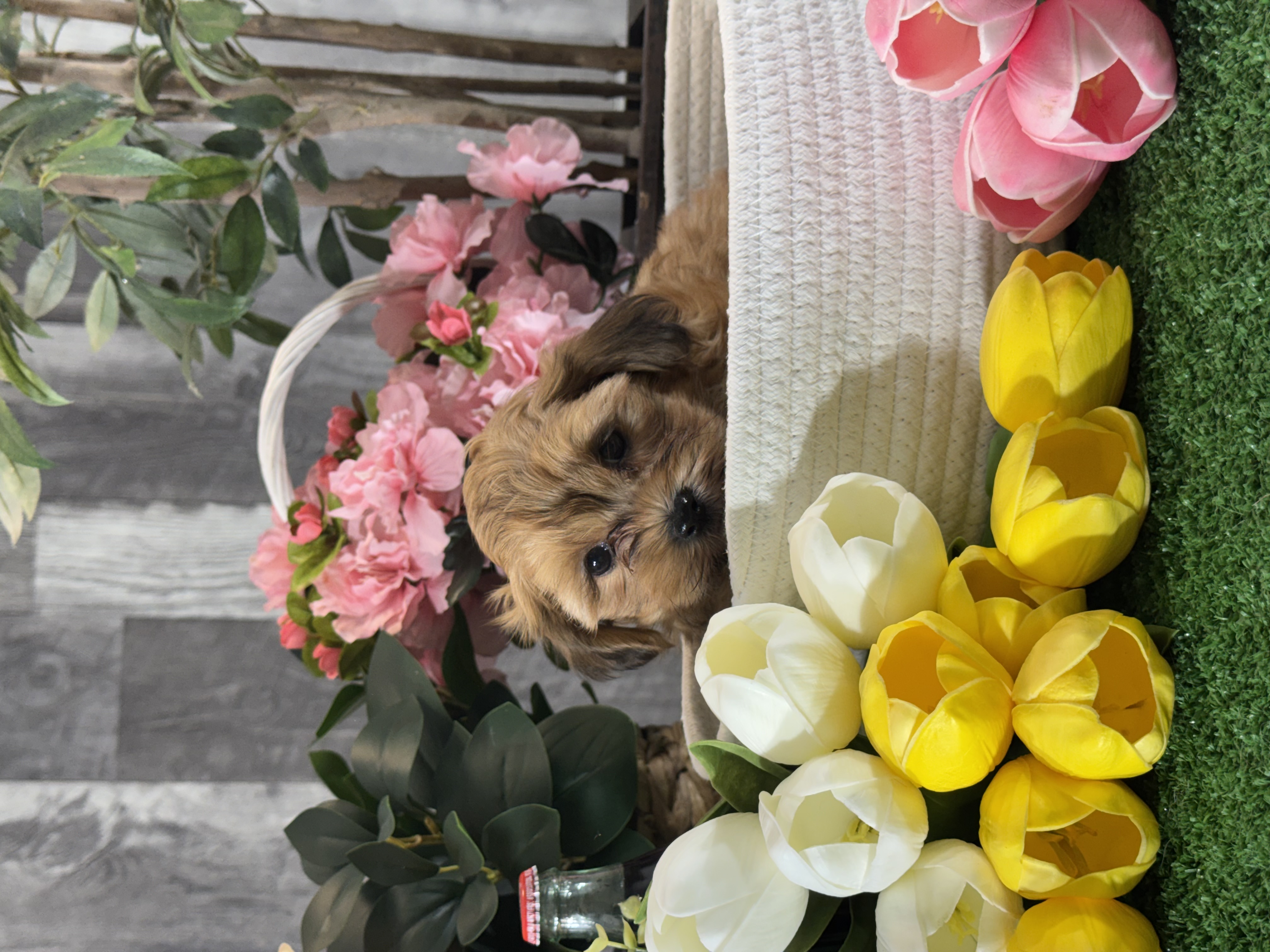 puppy, for, sale, LhasaPoo, Curtis  Martin, dog, breeder, Seneca Falls, NY, dog-breeder, puppy-for-sale, forsale, nearby, find, puppyfind, locator, puppylocator, aca