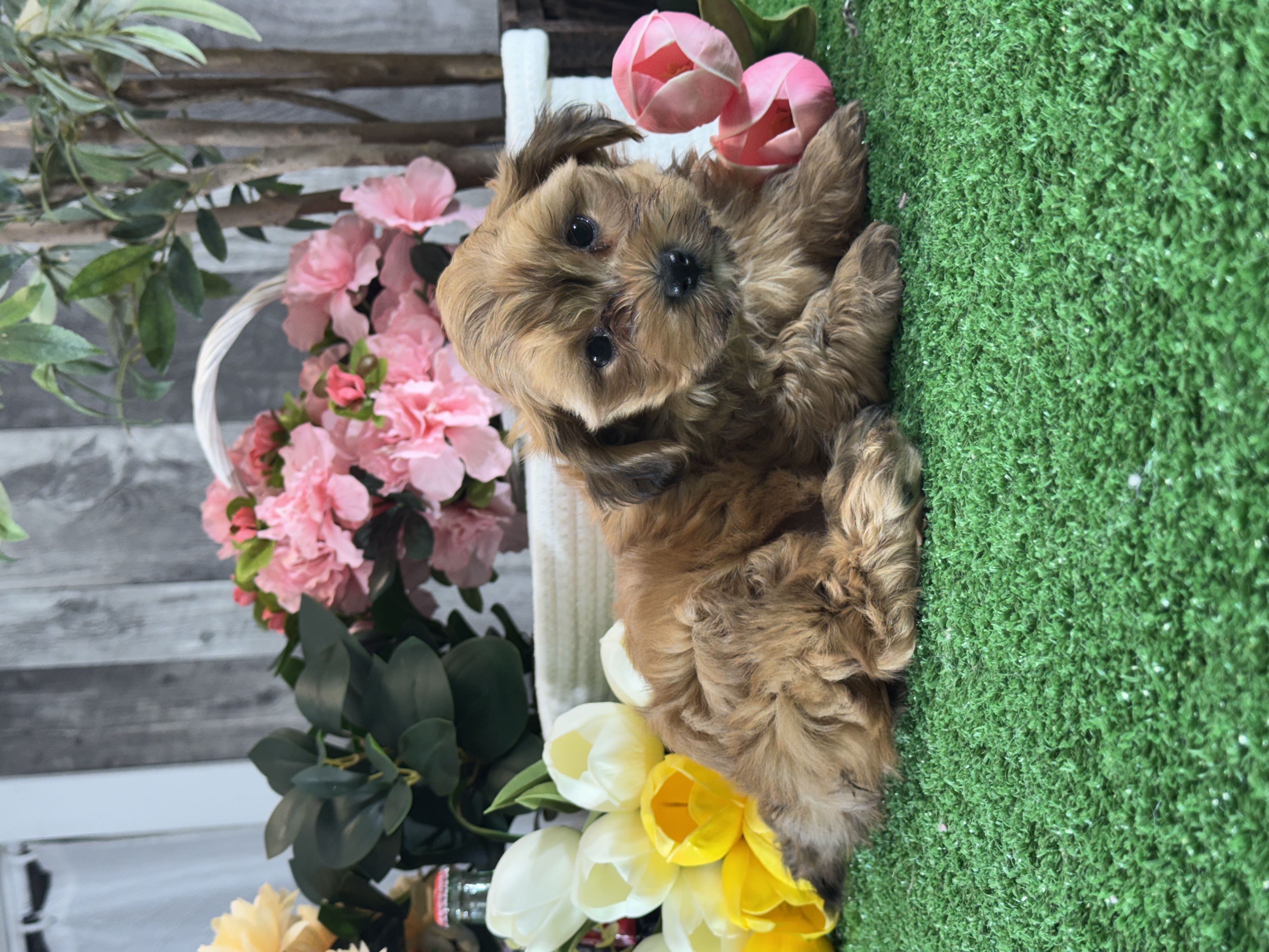 puppy, for, sale, LhasaPoo, Curtis  Martin, dog, breeder, Seneca Falls, NY, dog-breeder, puppy-for-sale, forsale, nearby, find, puppyfind, locator, puppylocator, aca