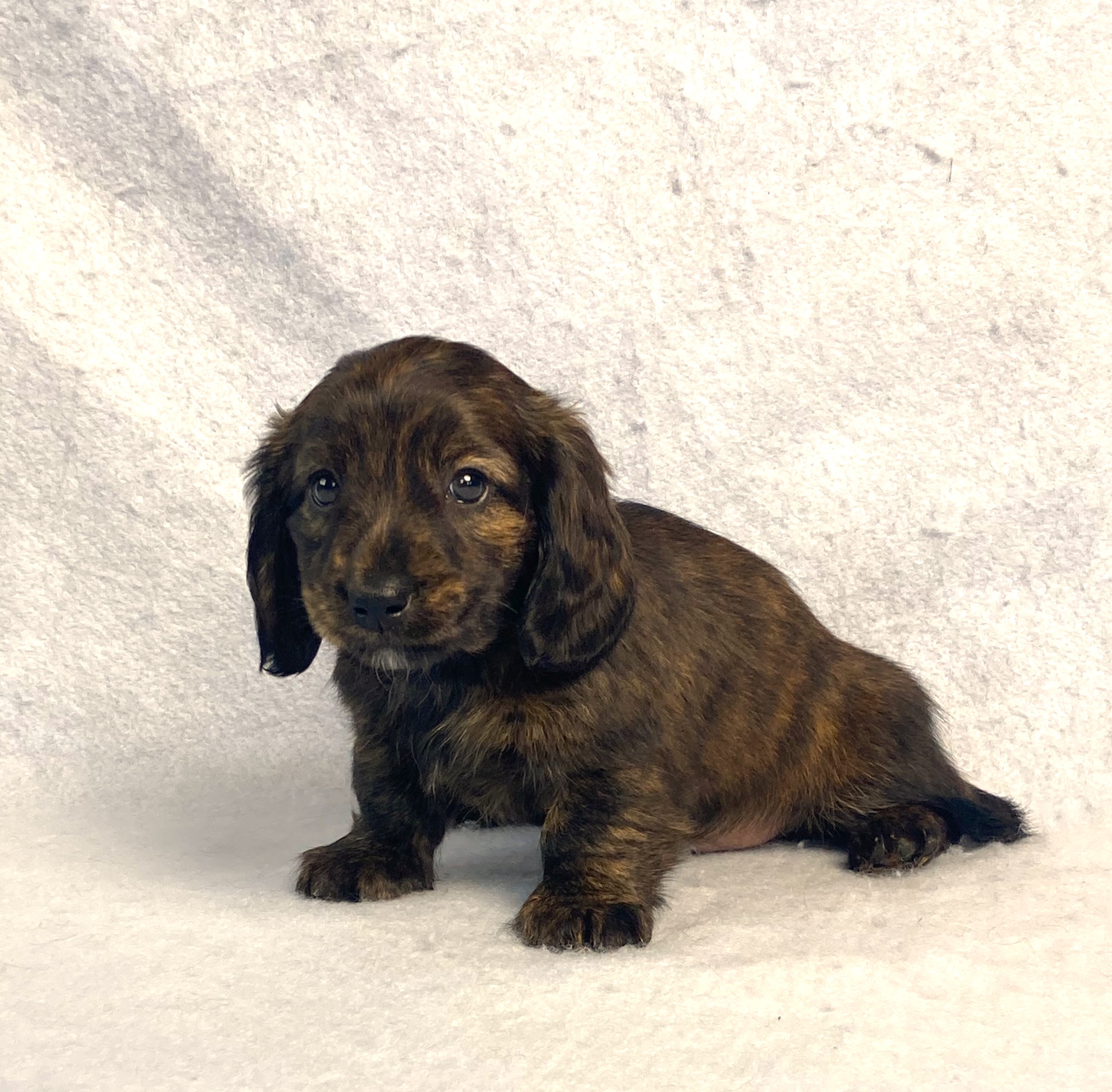 puppy, for, sale, Dachshund,   Little Stream Estates LLC, dog, breeder, Lititz, PA, dog-breeder, puppy-for-sale, forsale, nearby, find, puppyfind, locator, puppylocator, aca