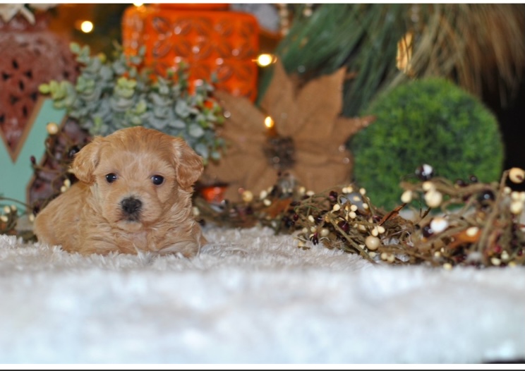 puppy, for, sale, Malti -Poo, Nationwide Puppies  , dog, breeder, New York, NY, dog-breeder, puppy-for-sale, forsale, nearby, find, puppyfind, locator, puppylocator, aca