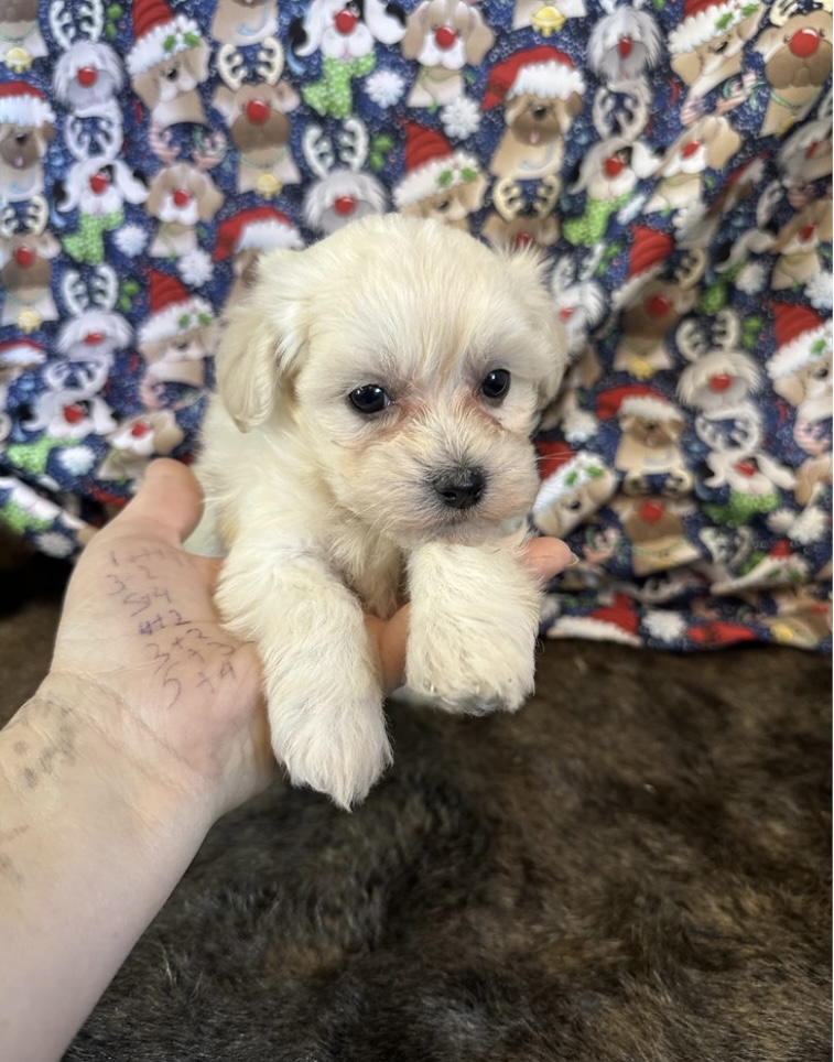 puppy, for, sale, Malti - Poo, Nationwide Puppies  , dog, breeder, New York, NY, dog-breeder, puppy-for-sale, forsale, nearby, find, puppyfind, locator, puppylocator, aca