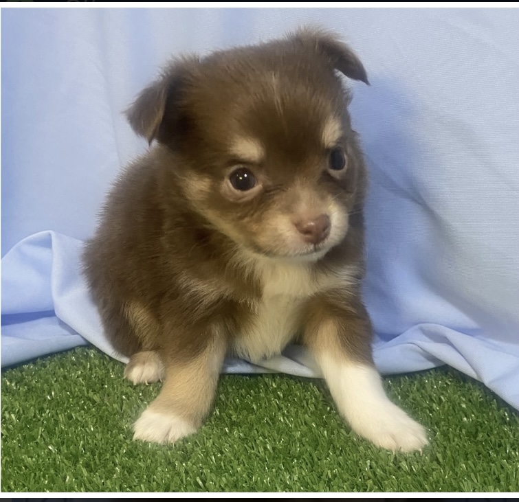 puppy, for, sale, Chihuahua , Nationwide Puppies  , dog, breeder, New York, NY, dog-breeder, puppy-for-sale, forsale, nearby, find, puppyfind, locator, puppylocator, aca