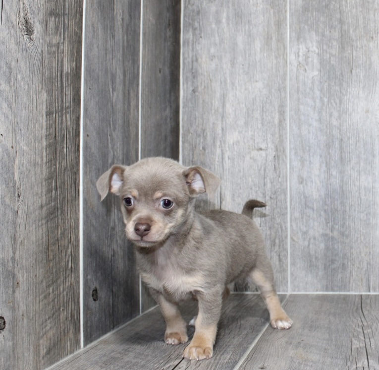 puppy, for, sale, Chihuahua , Nationwide Puppies  , dog, breeder, New York, NY, dog-breeder, puppy-for-sale, forsale, nearby, find, puppyfind, locator, puppylocator, aca