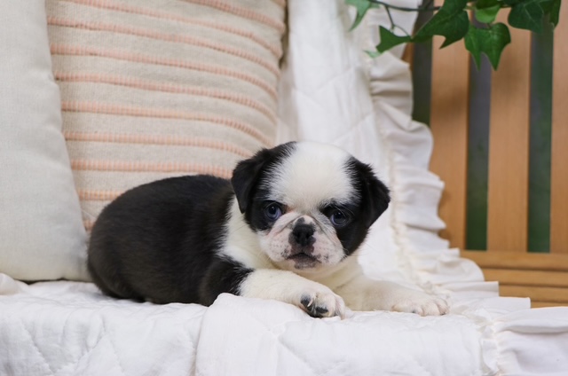 puppy, for, sale, Panda Bear Pug, Nationwide Puppies  , dog, breeder, New York, NY, dog-breeder, puppy-for-sale, forsale, nearby, find, puppyfind, locator, puppylocator, aca