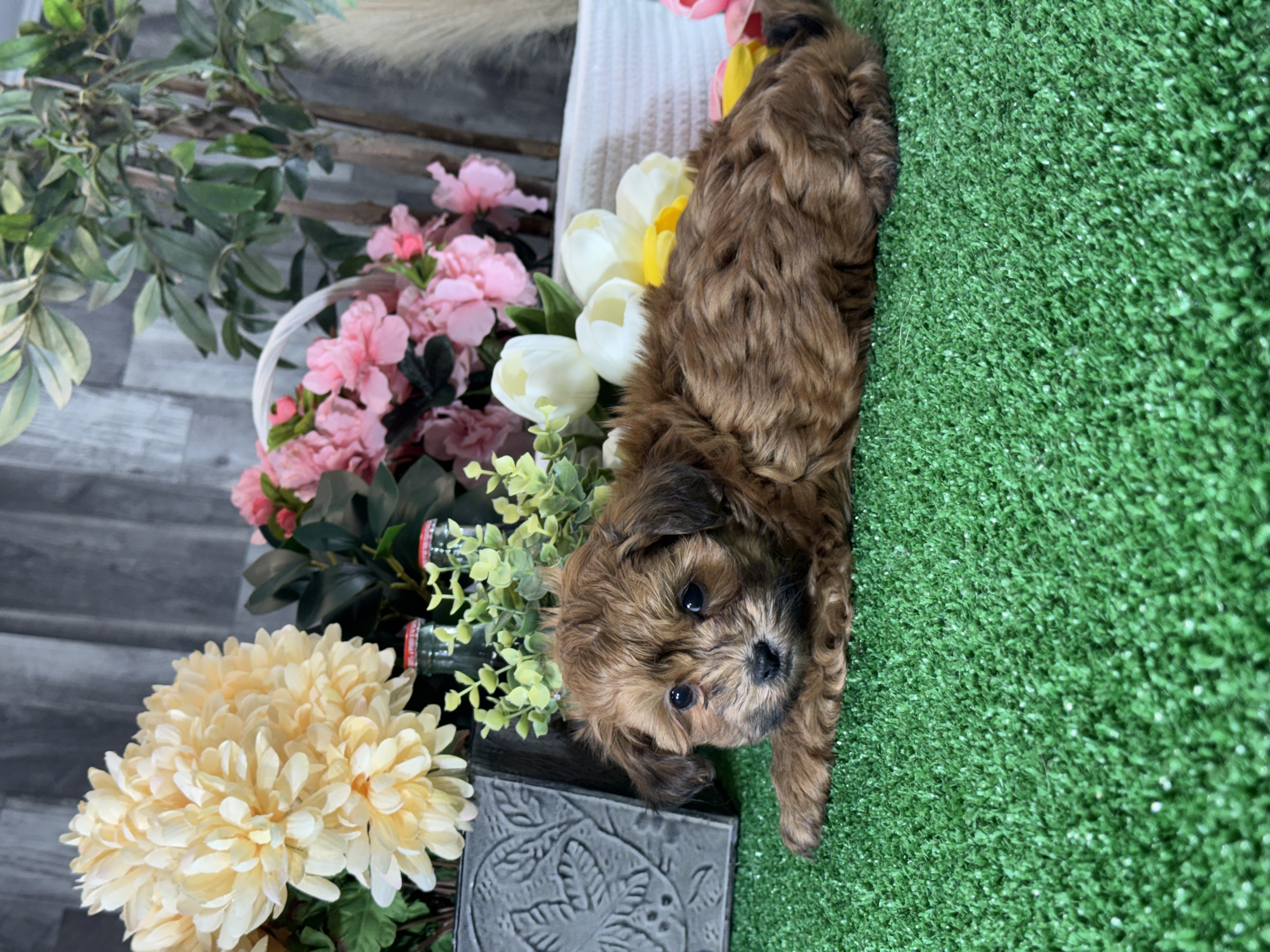 puppy, for, sale, LhasaPoo, Curtis  Martin, dog, breeder, Seneca Falls, NY, dog-breeder, puppy-for-sale, forsale, nearby, find, puppyfind, locator, puppylocator, aca