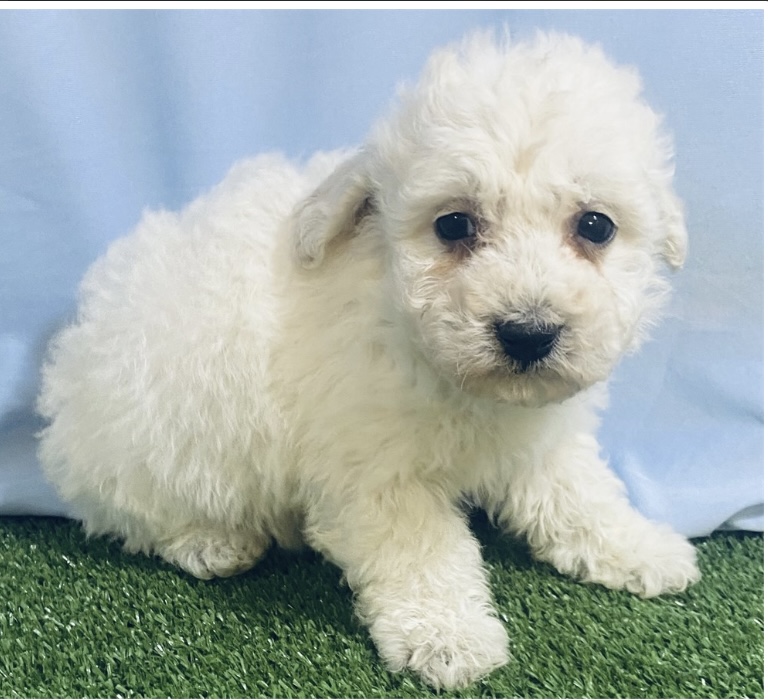 puppy, for, sale, Poodle, Nationwide Puppies  , dog, breeder, New York, NY, dog-breeder, puppy-for-sale, forsale, nearby, find, puppyfind, locator, puppylocator, aca