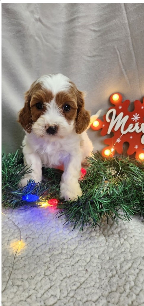 puppy, for, sale, Cava - Poo , Nationwide Puppies  , dog, breeder, New York, NY, dog-breeder, puppy-for-sale, forsale, nearby, find, puppyfind, locator, puppylocator, aca