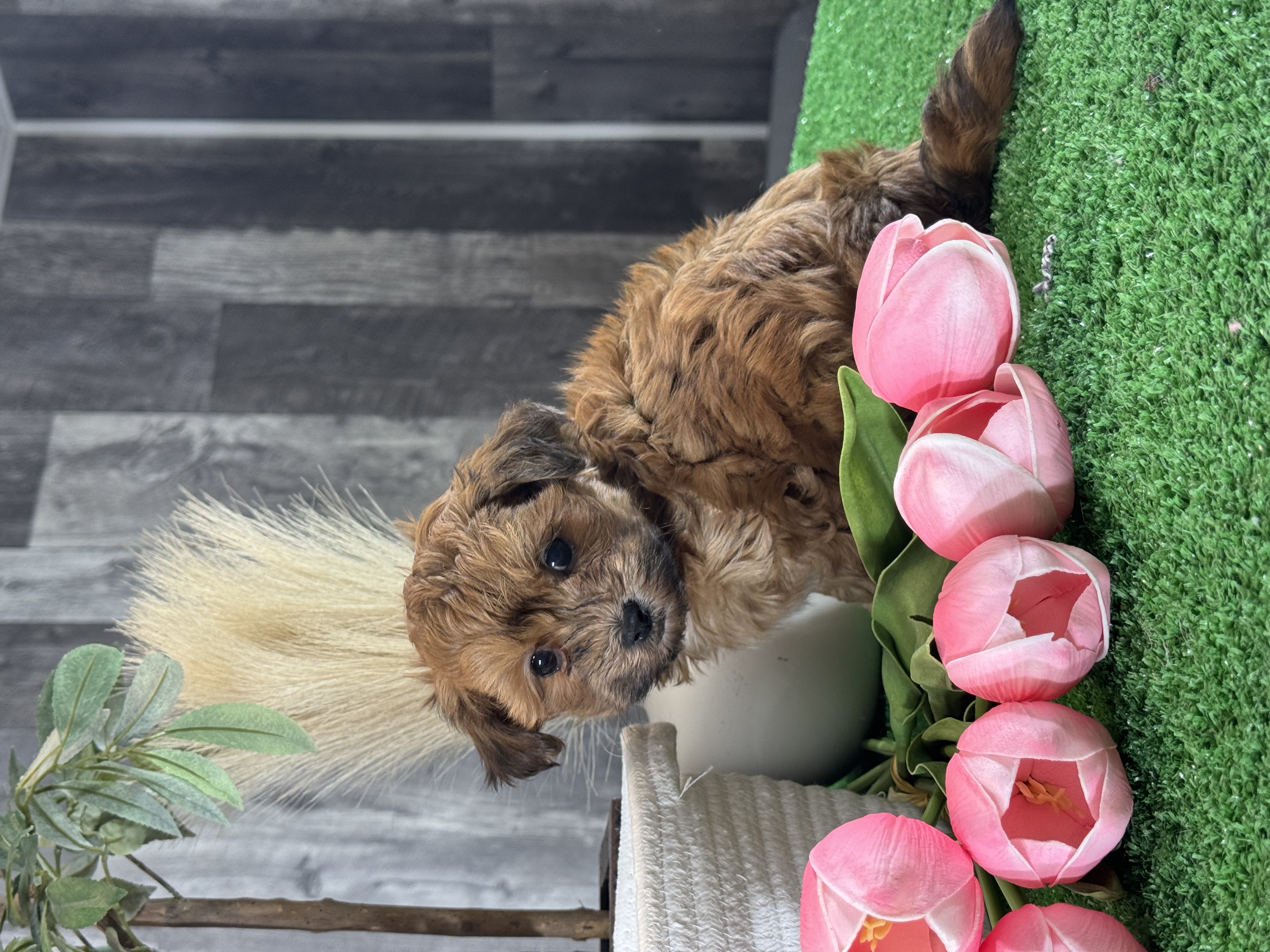 puppy, for, sale, LhasaPoo, Curtis  Martin, dog, breeder, Seneca Falls, NY, dog-breeder, puppy-for-sale, forsale, nearby, find, puppyfind, locator, puppylocator, aca