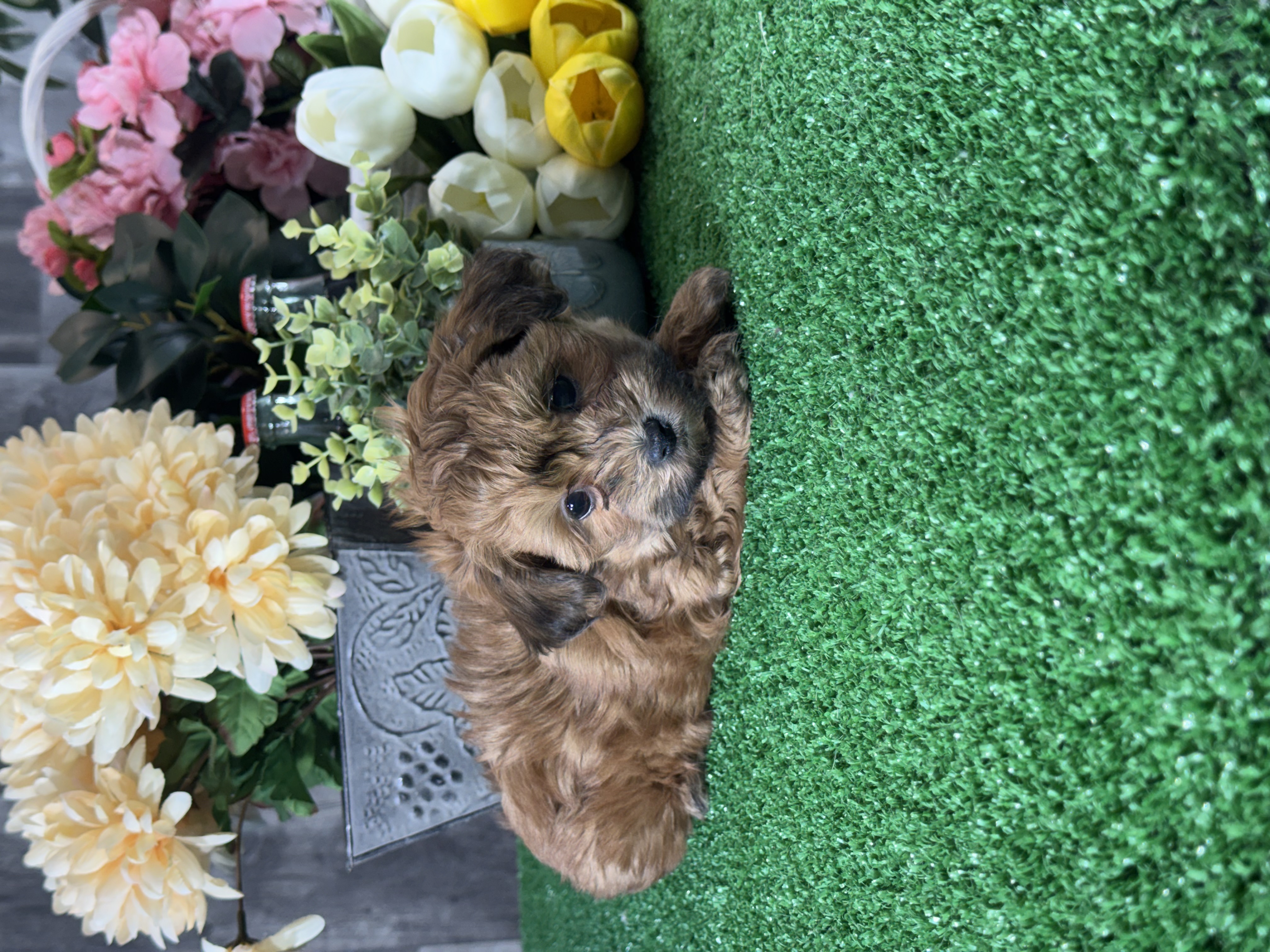 puppy, for, sale, LhasaPoo, Curtis  Martin, dog, breeder, Seneca Falls, NY, dog-breeder, puppy-for-sale, forsale, nearby, find, puppyfind, locator, puppylocator, aca