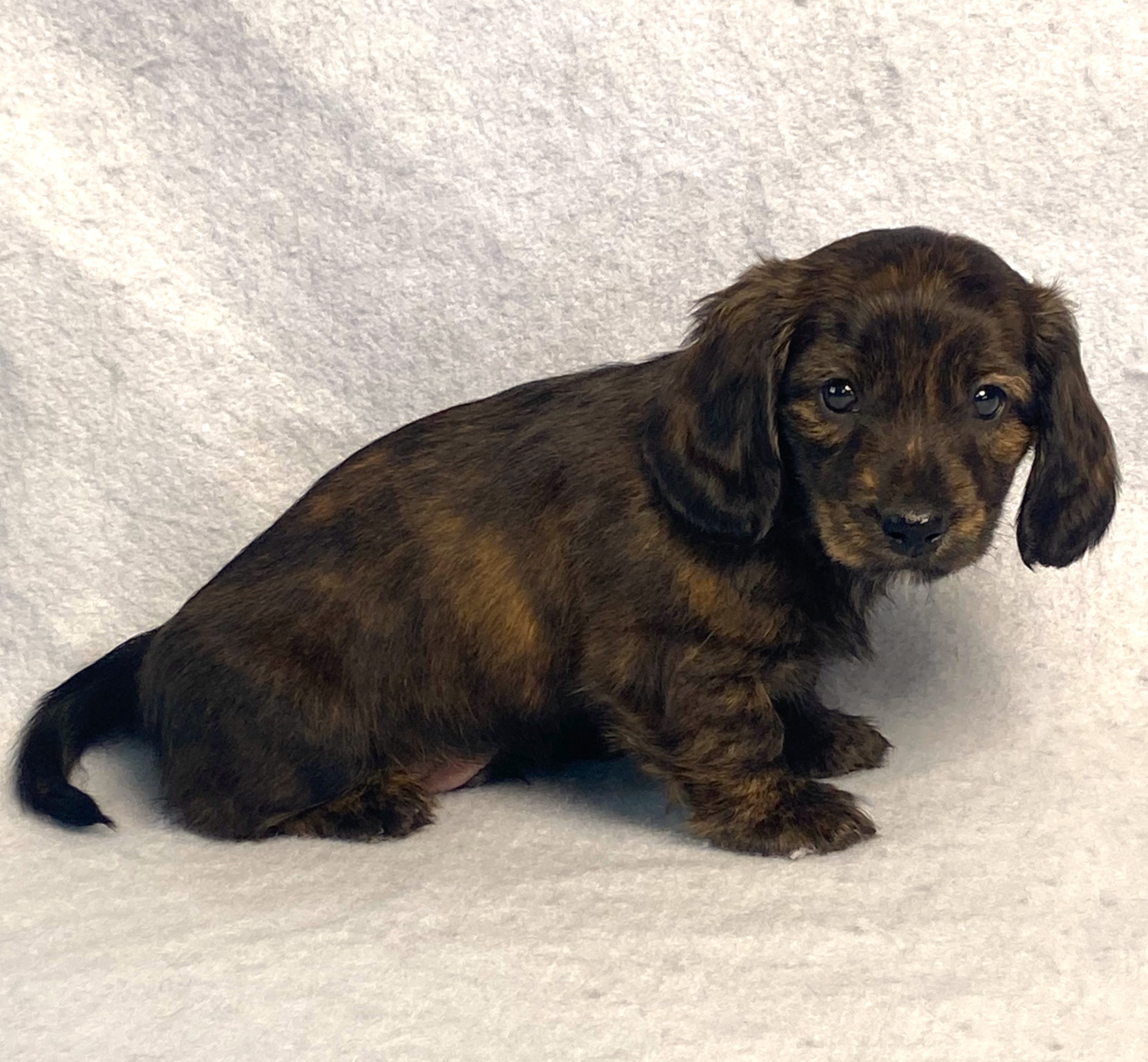 puppy, for, sale, Dachshund,   Little Stream Estates LLC, dog, breeder, Lititz, PA, dog-breeder, puppy-for-sale, forsale, nearby, find, puppyfind, locator, puppylocator, aca