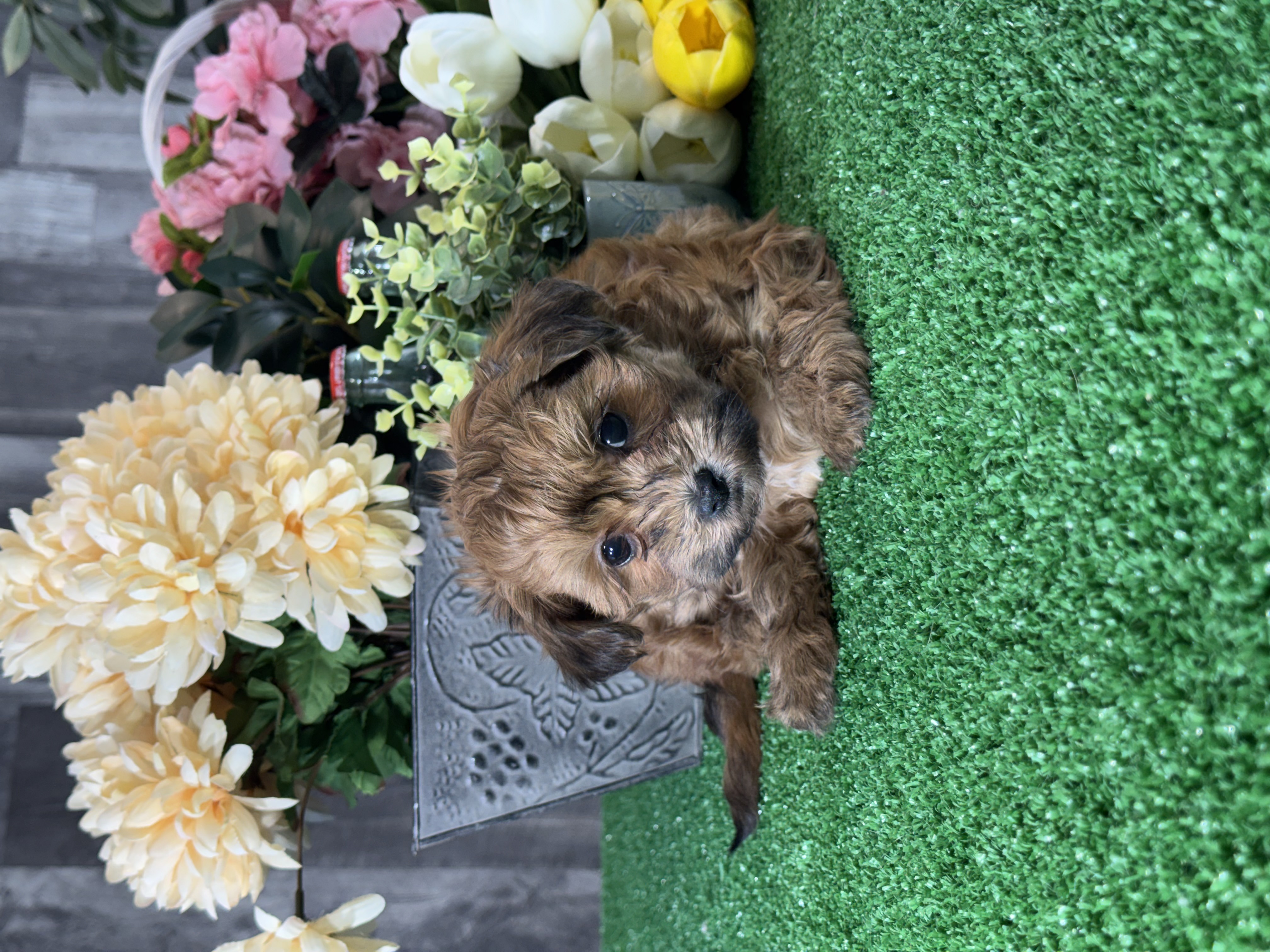 puppy, for, sale, LhasaPoo, Curtis  Martin, dog, breeder, Seneca Falls, NY, dog-breeder, puppy-for-sale, forsale, nearby, find, puppyfind, locator, puppylocator, aca