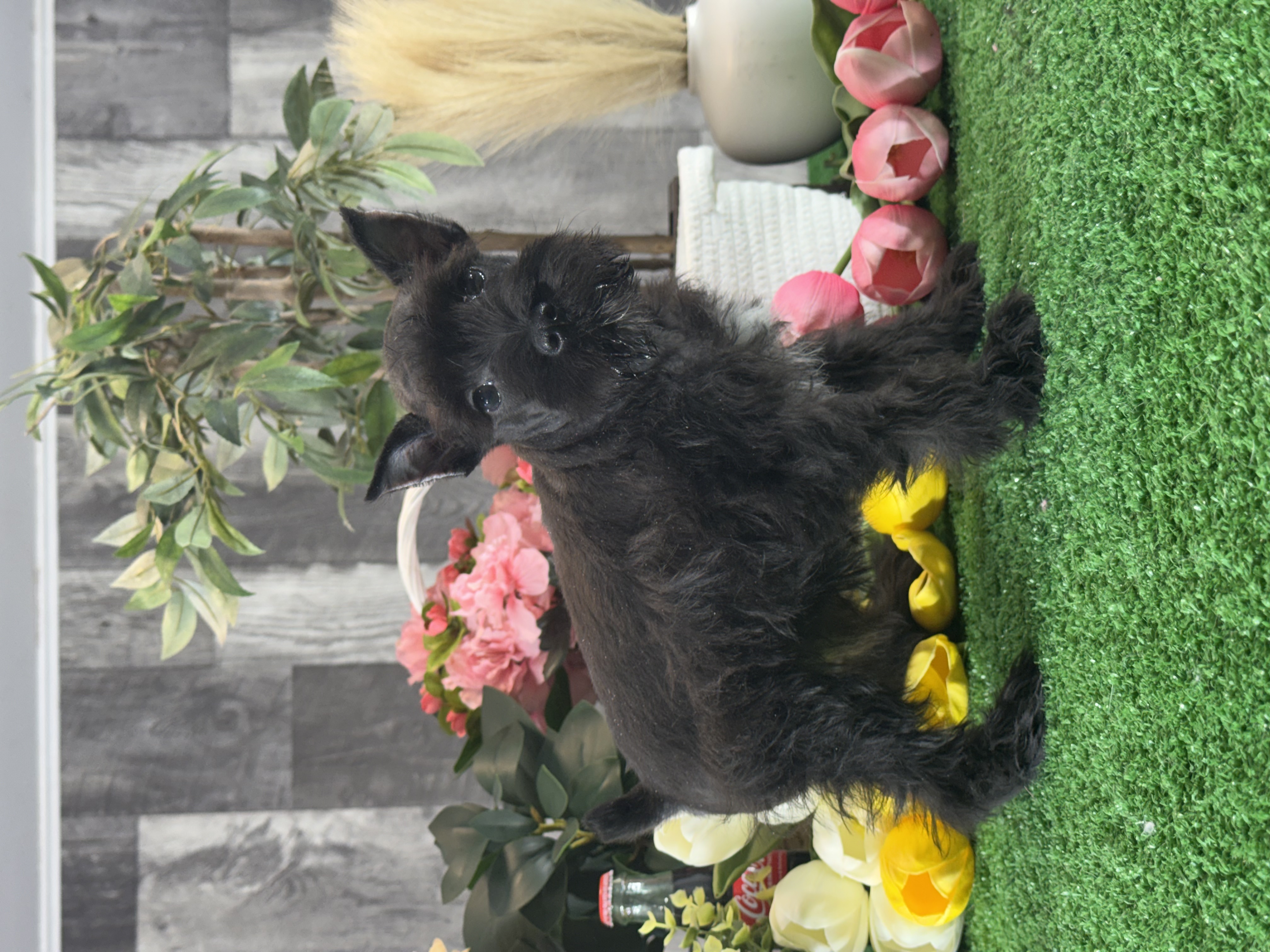puppy, for, sale, Miniature Schnauzer, Curtis  Martin, dog, breeder, Seneca Falls, NY, dog-breeder, puppy-for-sale, forsale, nearby, find, puppyfind, locator, puppylocator, aca