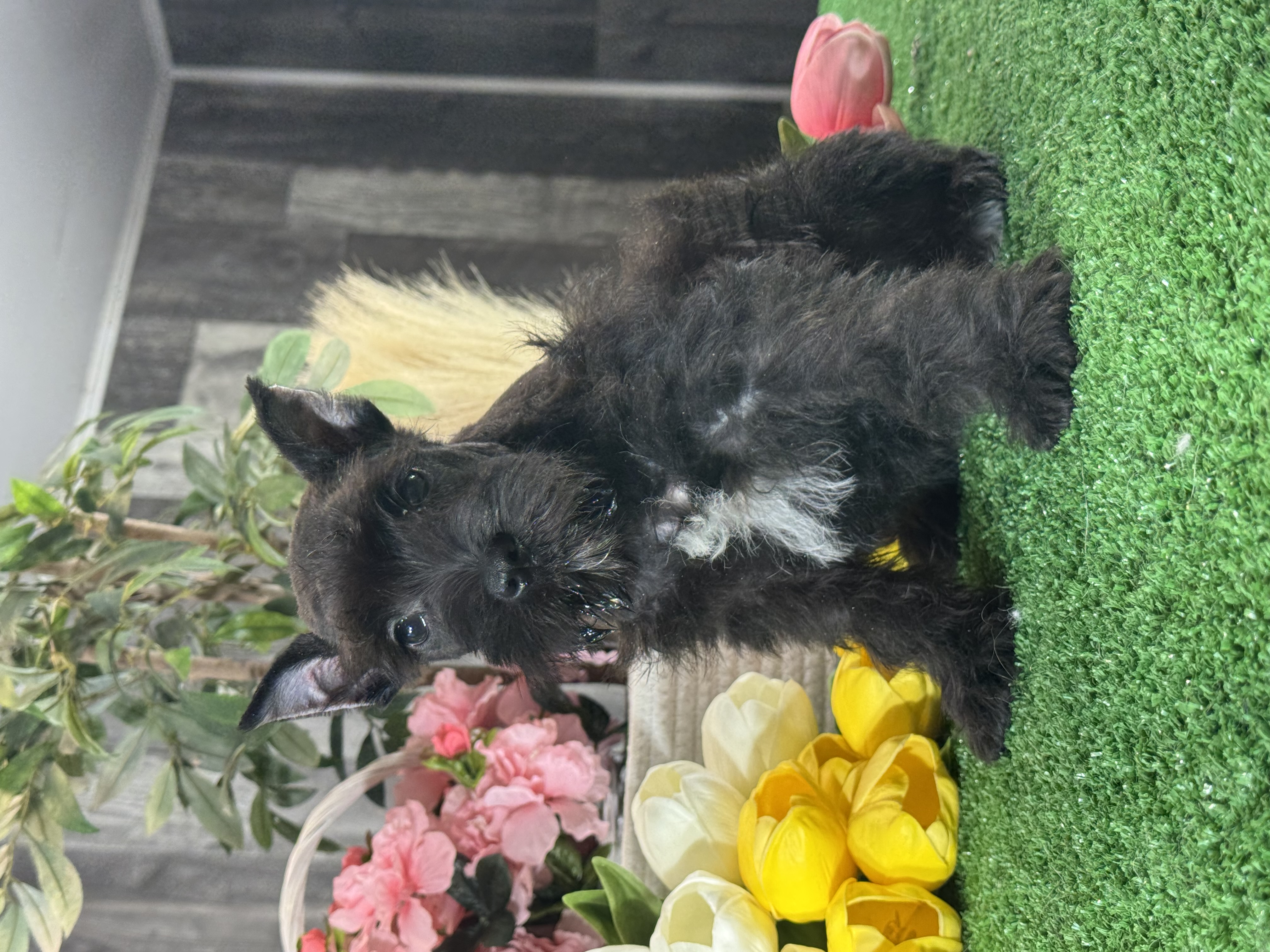 puppy, for, sale, Miniature Schnauzer, Curtis  Martin, dog, breeder, Seneca Falls, NY, dog-breeder, puppy-for-sale, forsale, nearby, find, puppyfind, locator, puppylocator, aca