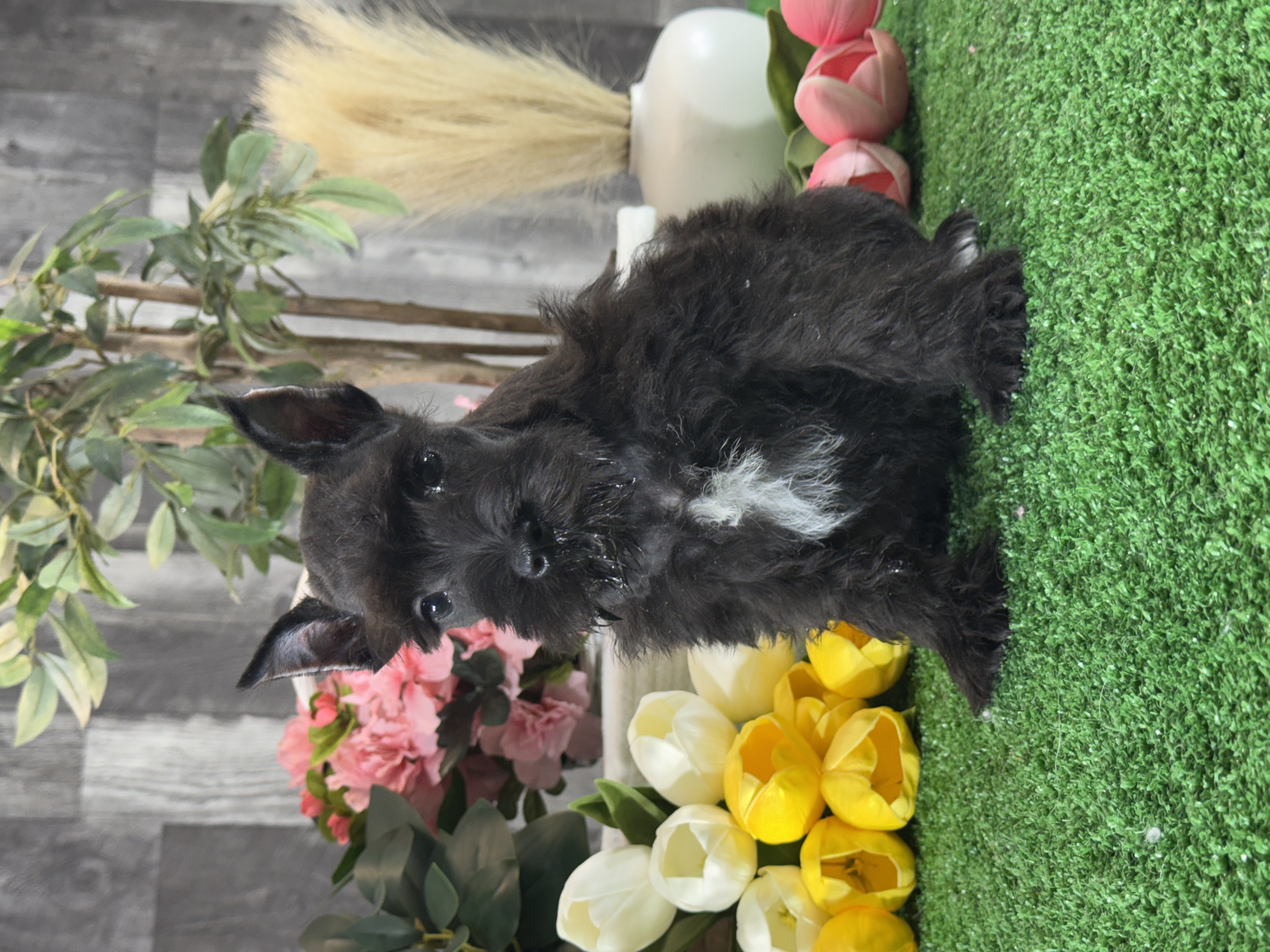 puppy, for, sale, Miniature Schnauzer, Curtis  Martin, dog, breeder, Seneca Falls, NY, dog-breeder, puppy-for-sale, forsale, nearby, find, puppyfind, locator, puppylocator, aca