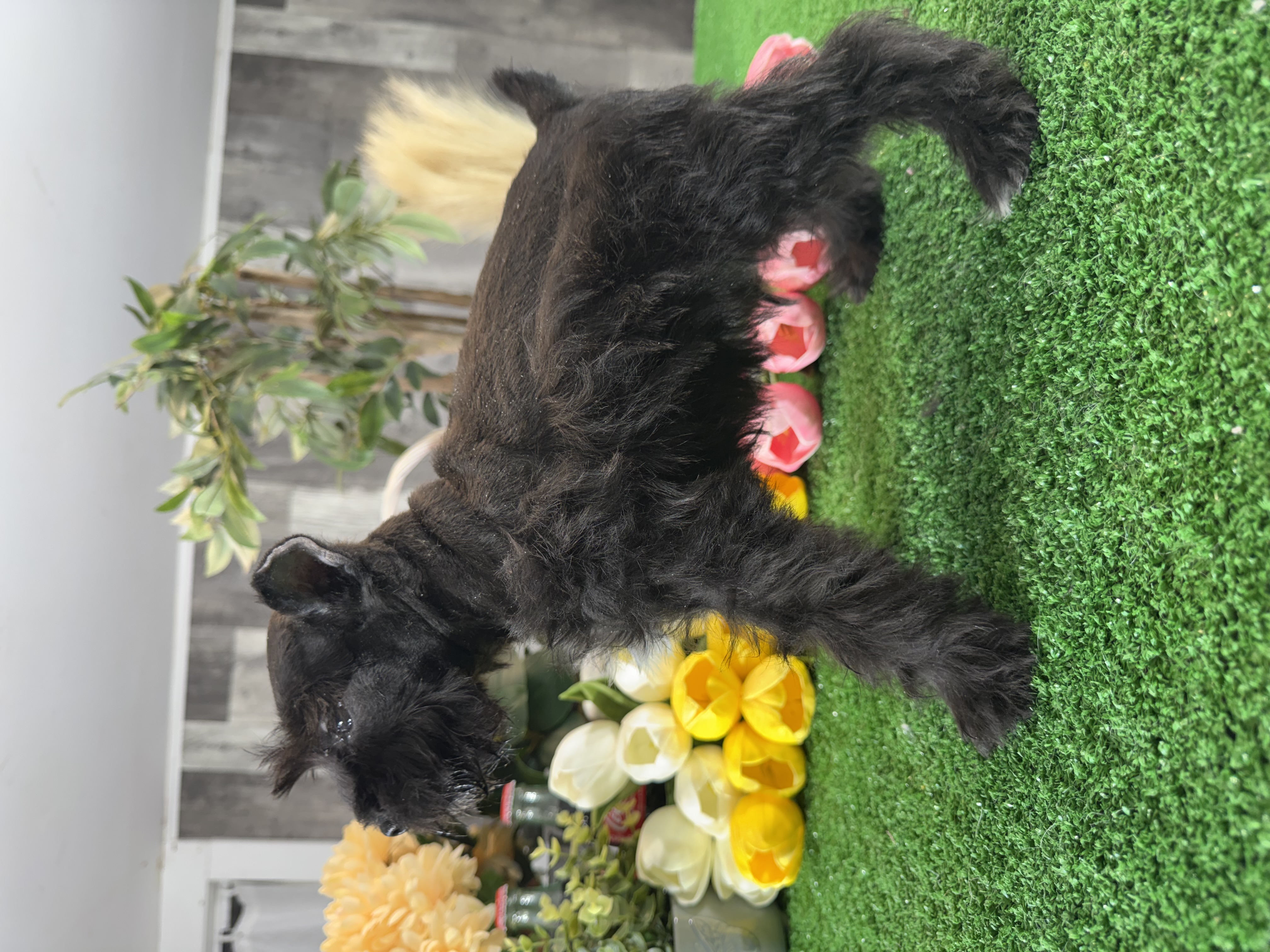 puppy, for, sale, Miniature Schnauzer, Curtis  Martin, dog, breeder, Seneca Falls, NY, dog-breeder, puppy-for-sale, forsale, nearby, find, puppyfind, locator, puppylocator, aca