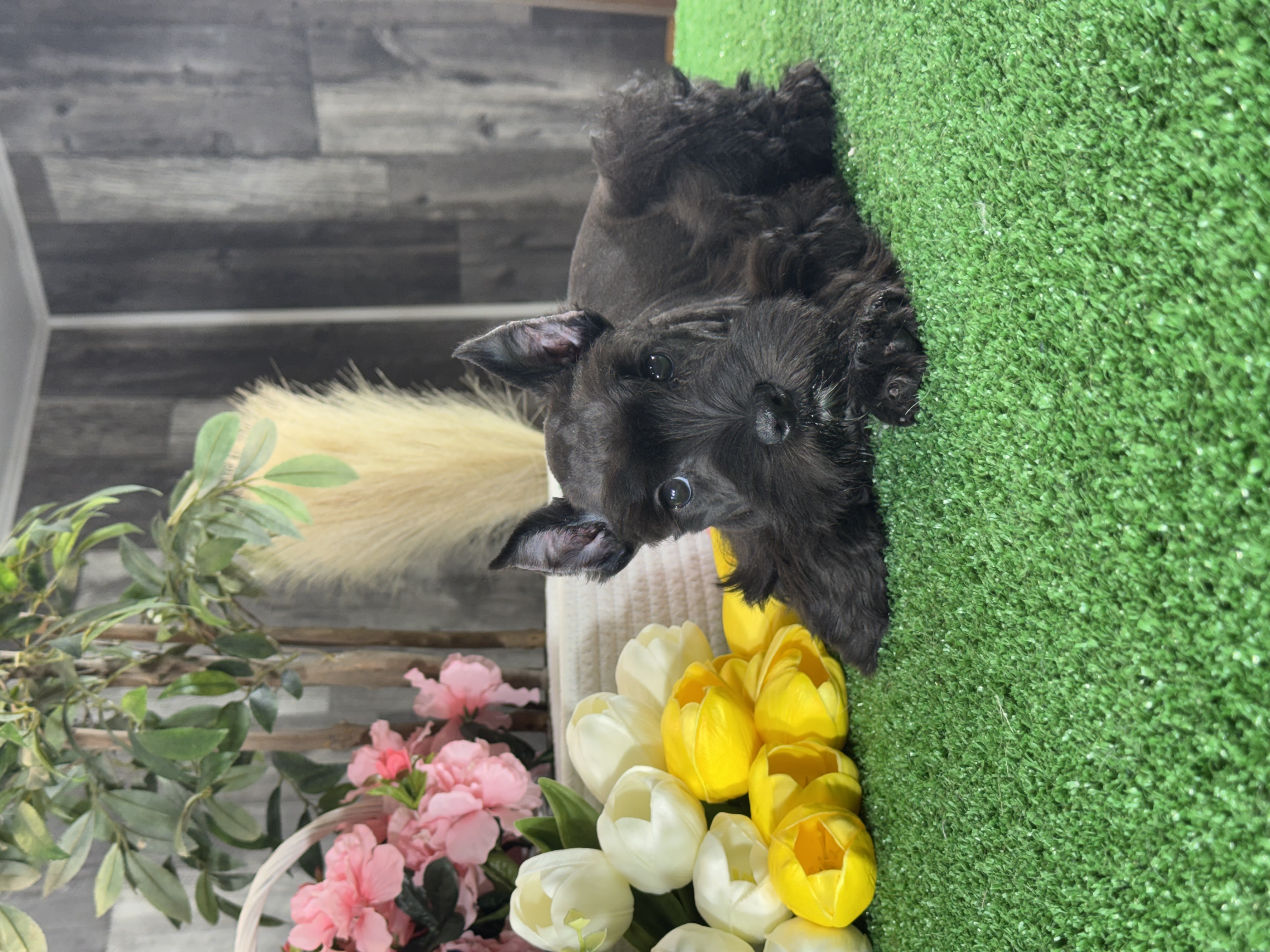puppy, for, sale, Miniature Schnauzer, Curtis  Martin, dog, breeder, Seneca Falls, NY, dog-breeder, puppy-for-sale, forsale, nearby, find, puppyfind, locator, puppylocator, aca